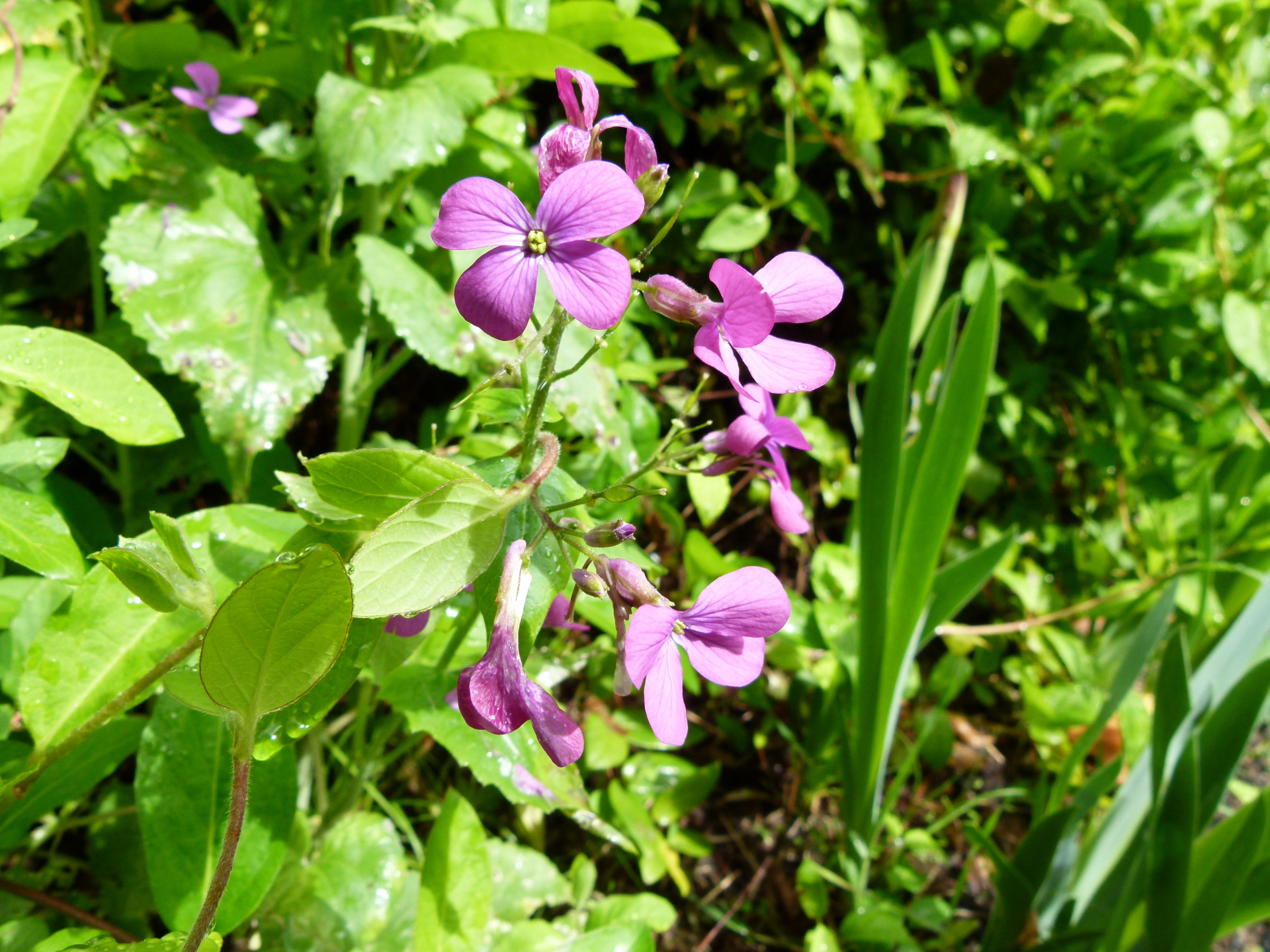 Lunaria annua L. - Photo Bivouac Naturaliste