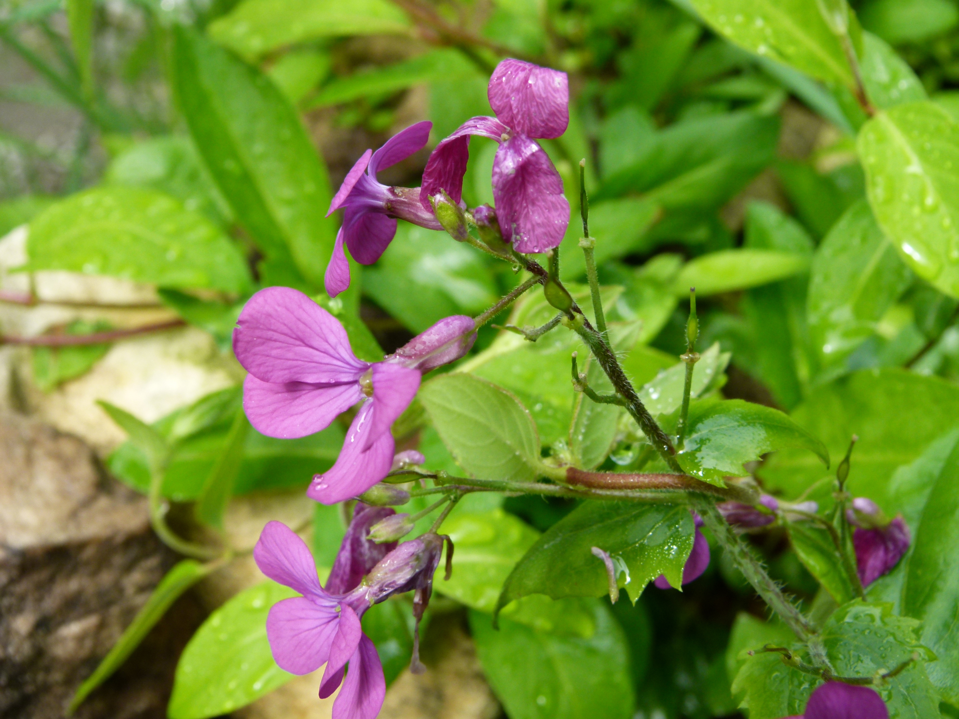 Lunaria annua L. - Photo Bivouac Naturaliste