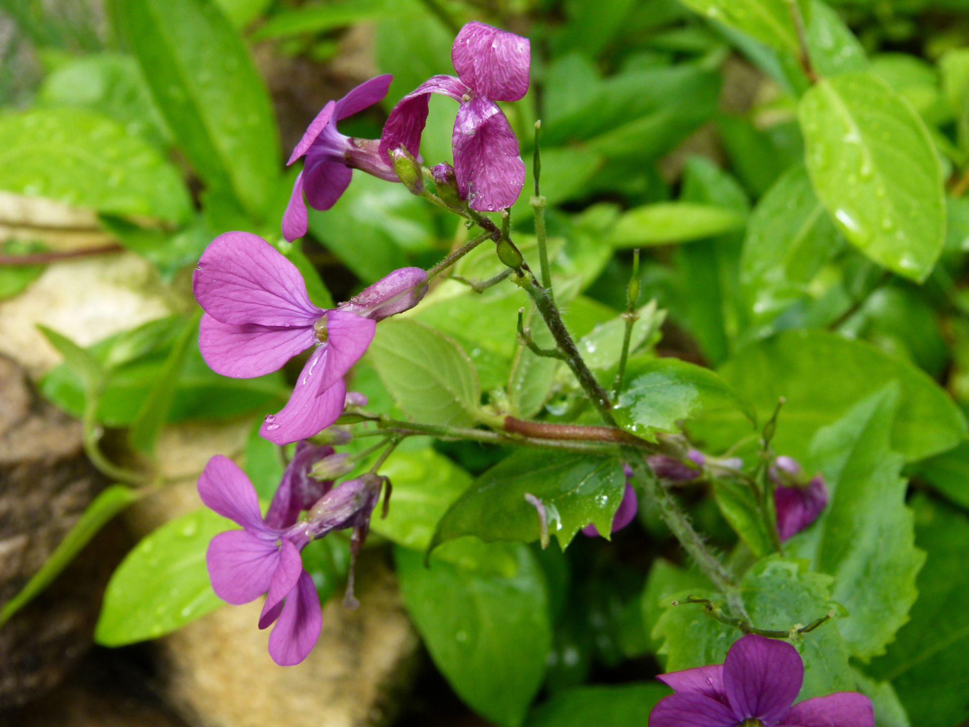 Lunaria annua L. - Photo Bivouac Naturaliste