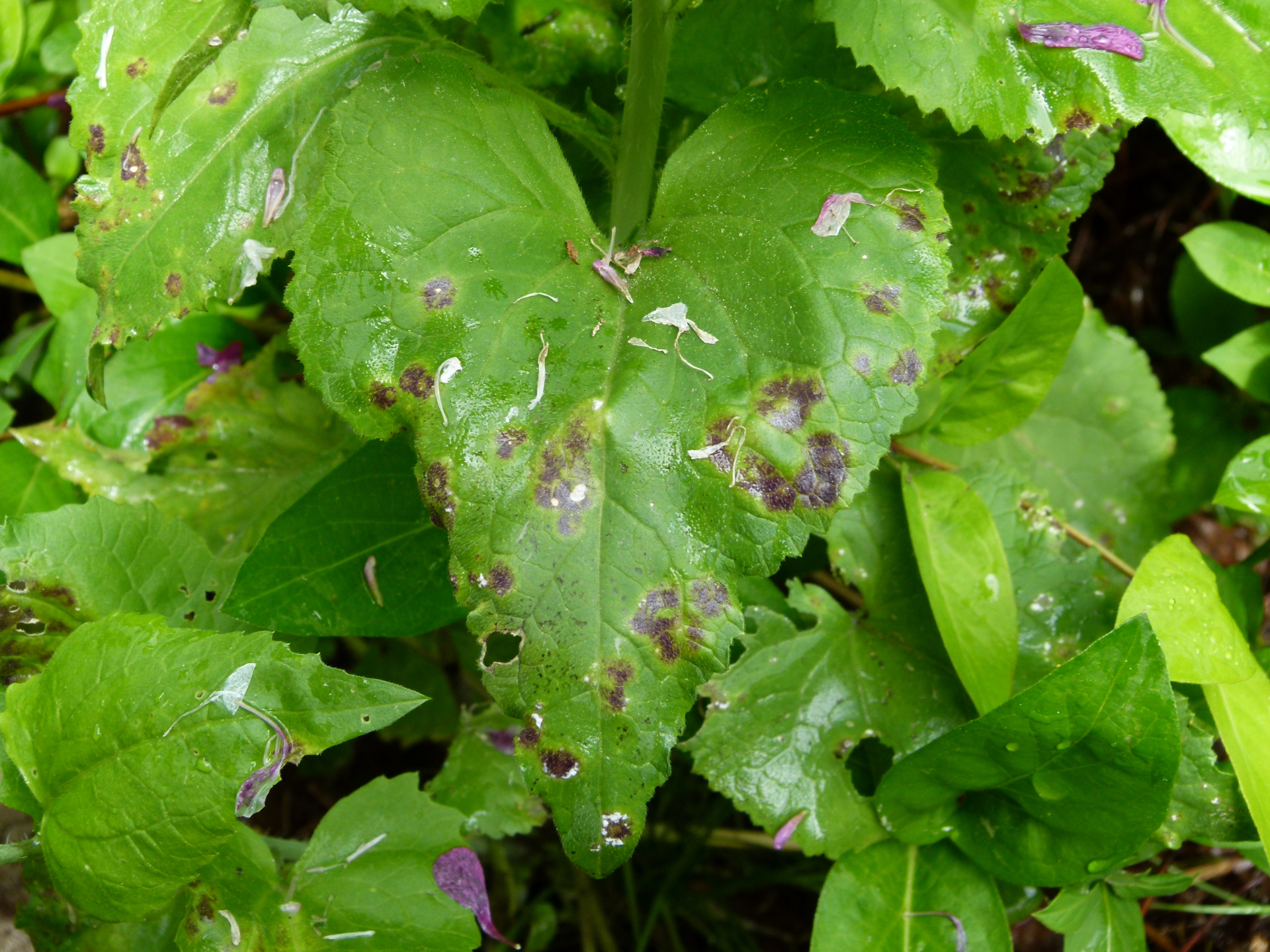 Lunaria annua L. - Photo Bivouac Naturaliste