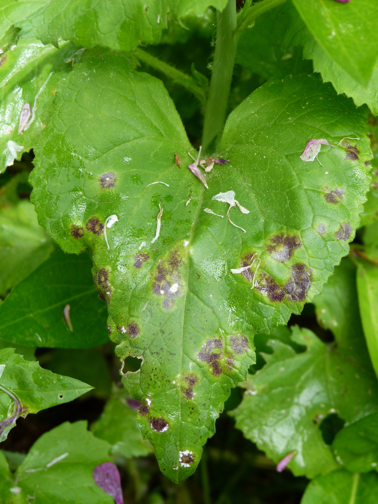 Lunaria annua L. - Photo Bivouac Naturaliste