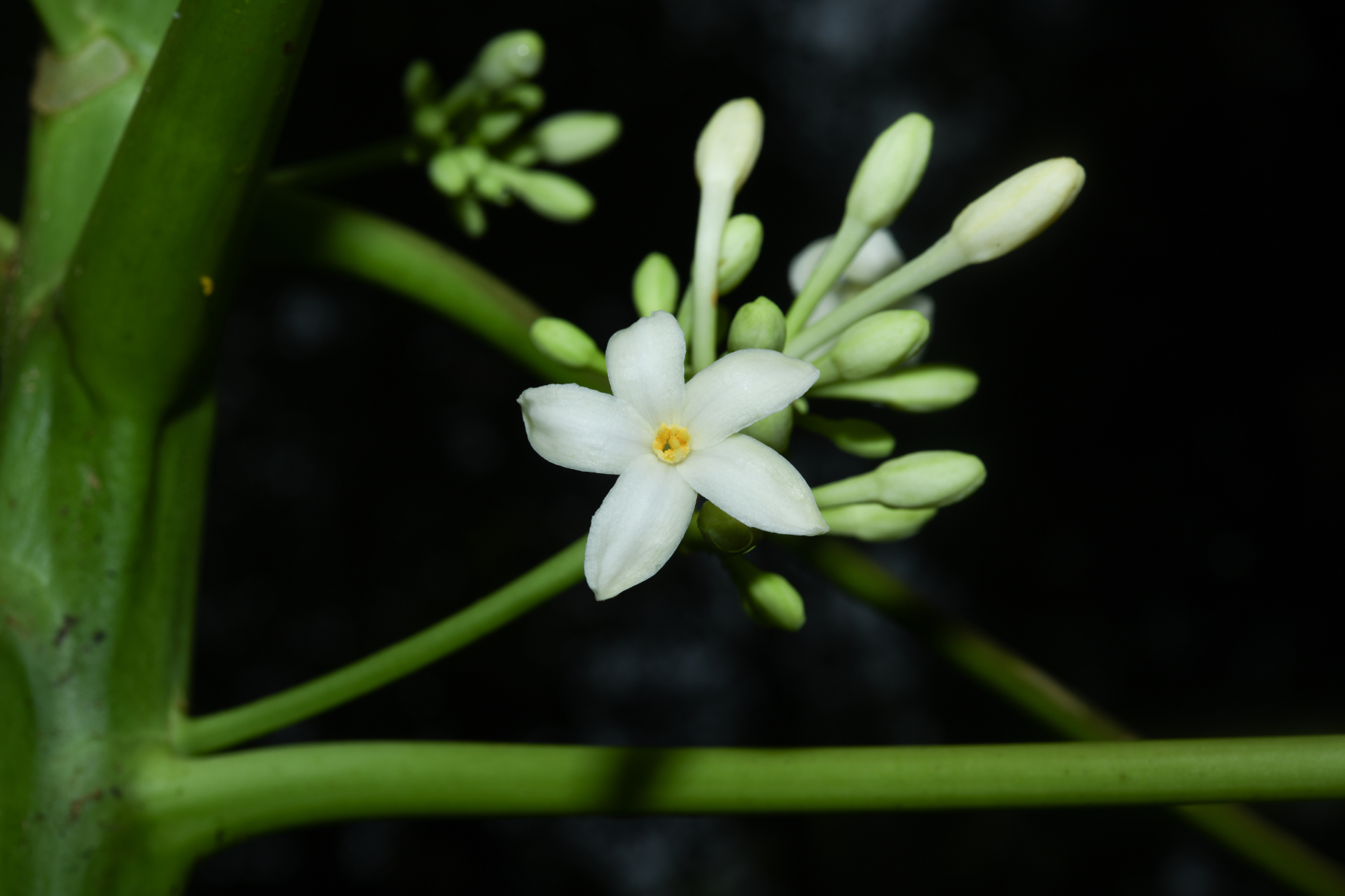Carica papaya L. - Photo Bivouac Naturaliste