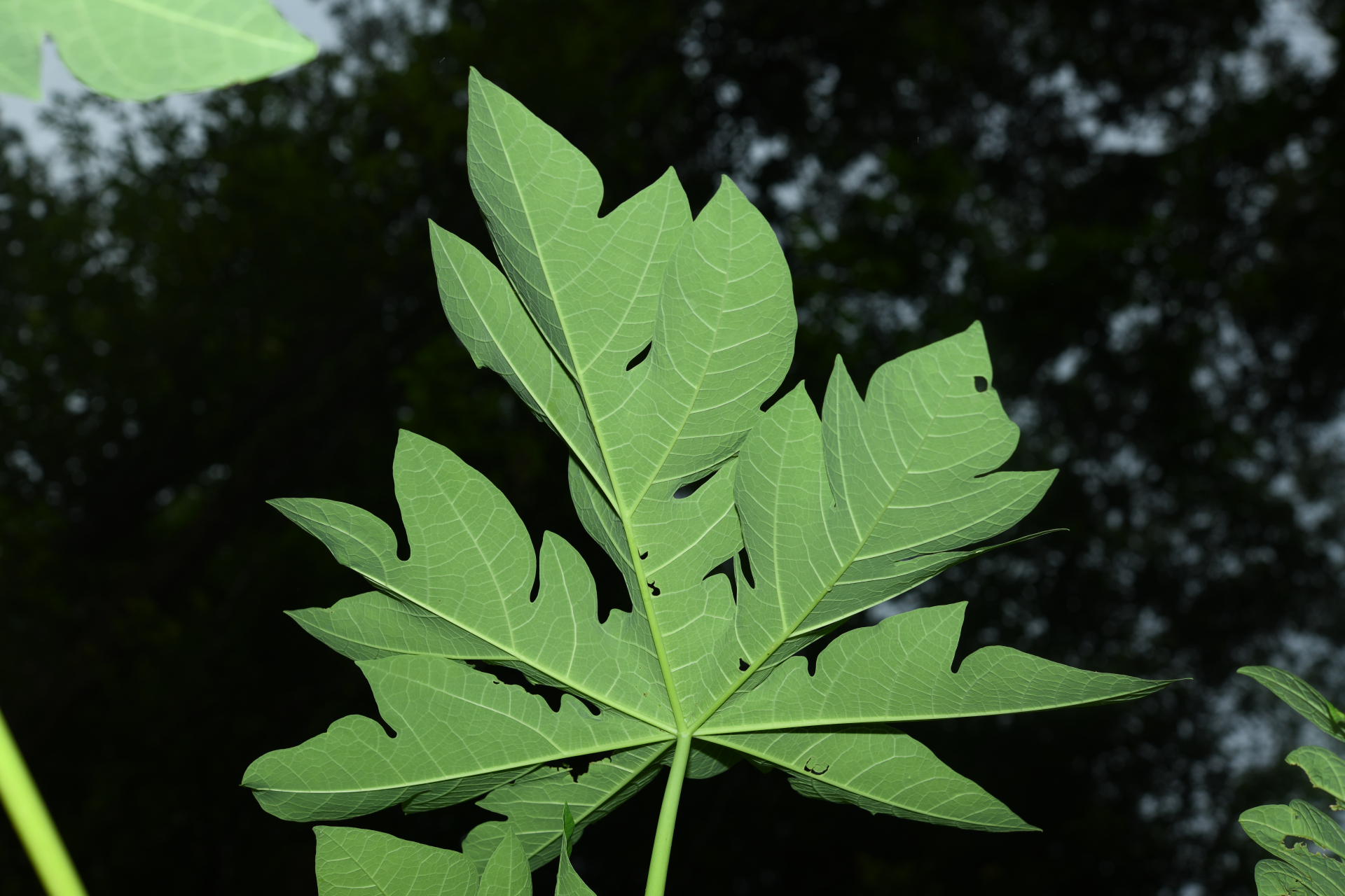Carica papaya L. - Photo Bivouac Naturaliste