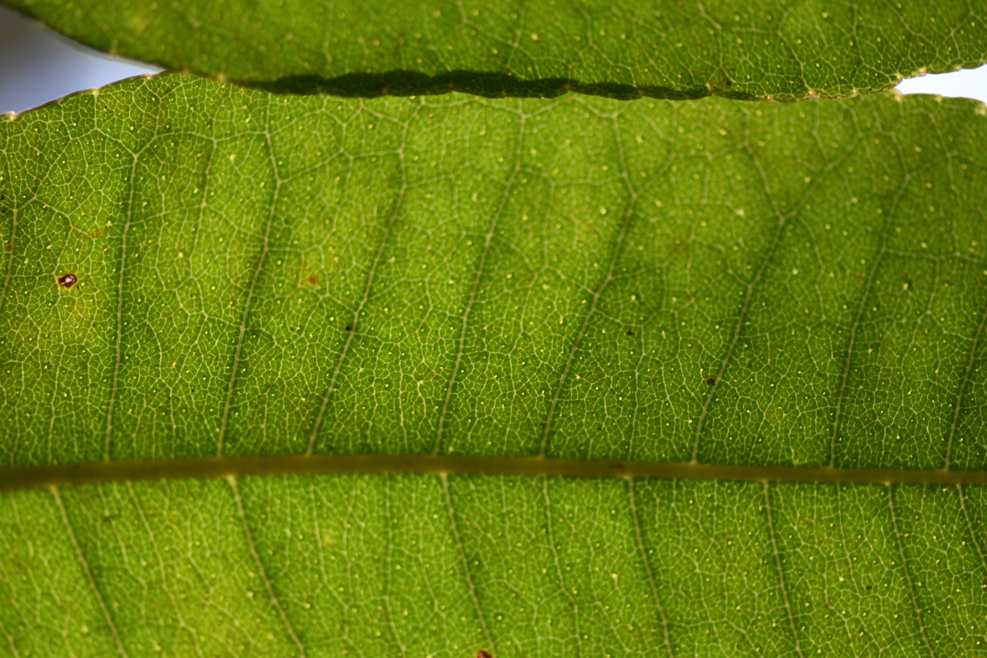 Zanthoxylum flavum Vahl - Photo Bivouac Naturaliste