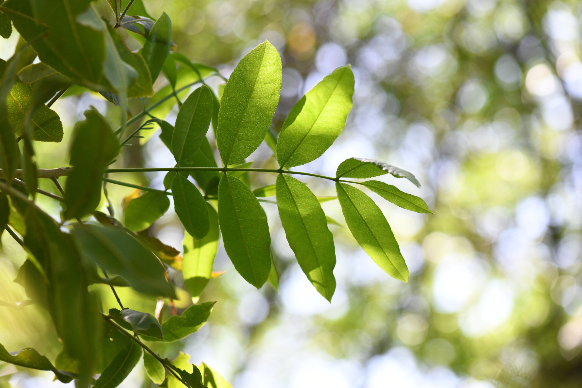 Zanthoxylum flavum Vahl - Photo Bivouac Naturaliste