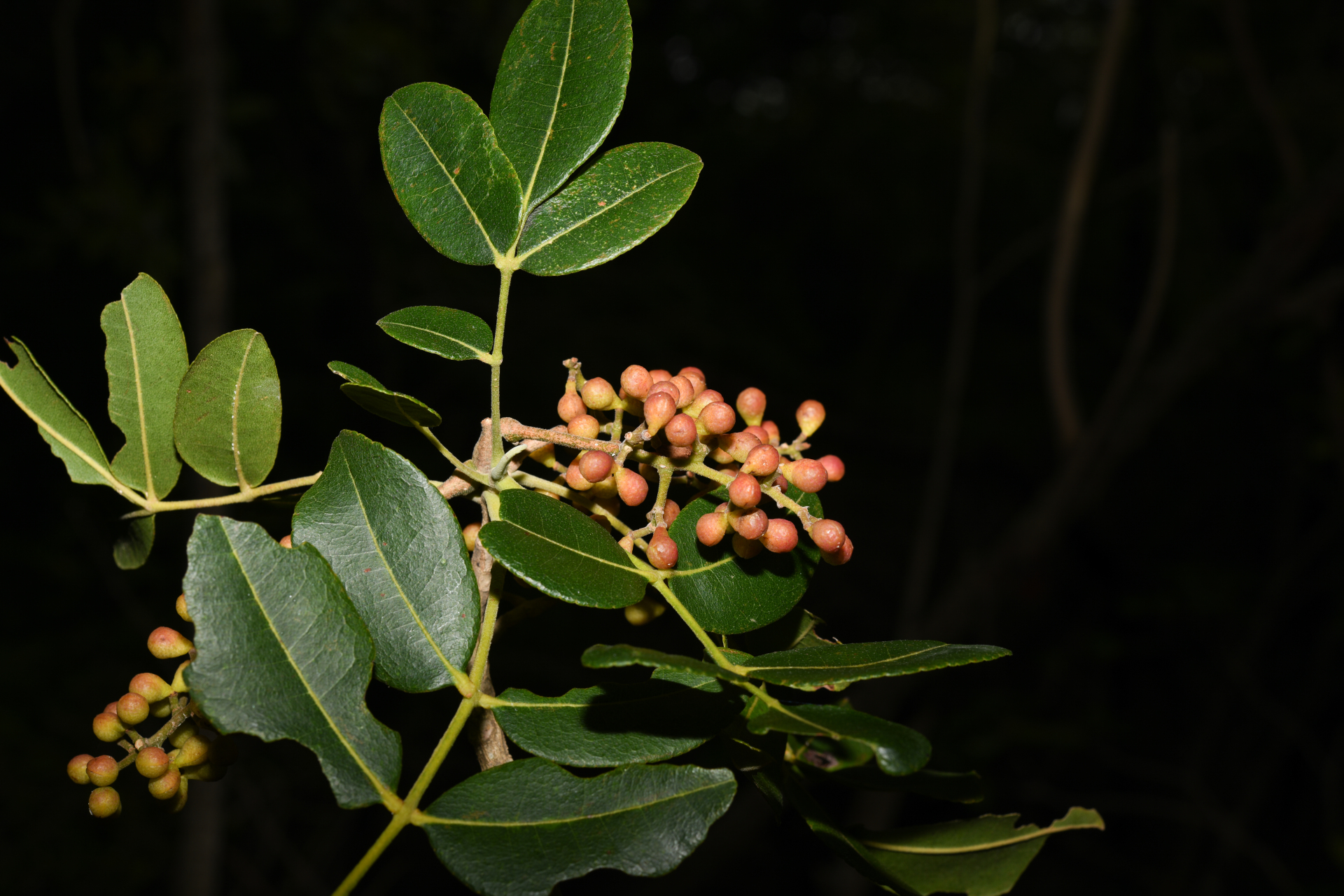 Zanthoxylum flavum Vahl - Photo Bivouac Naturaliste