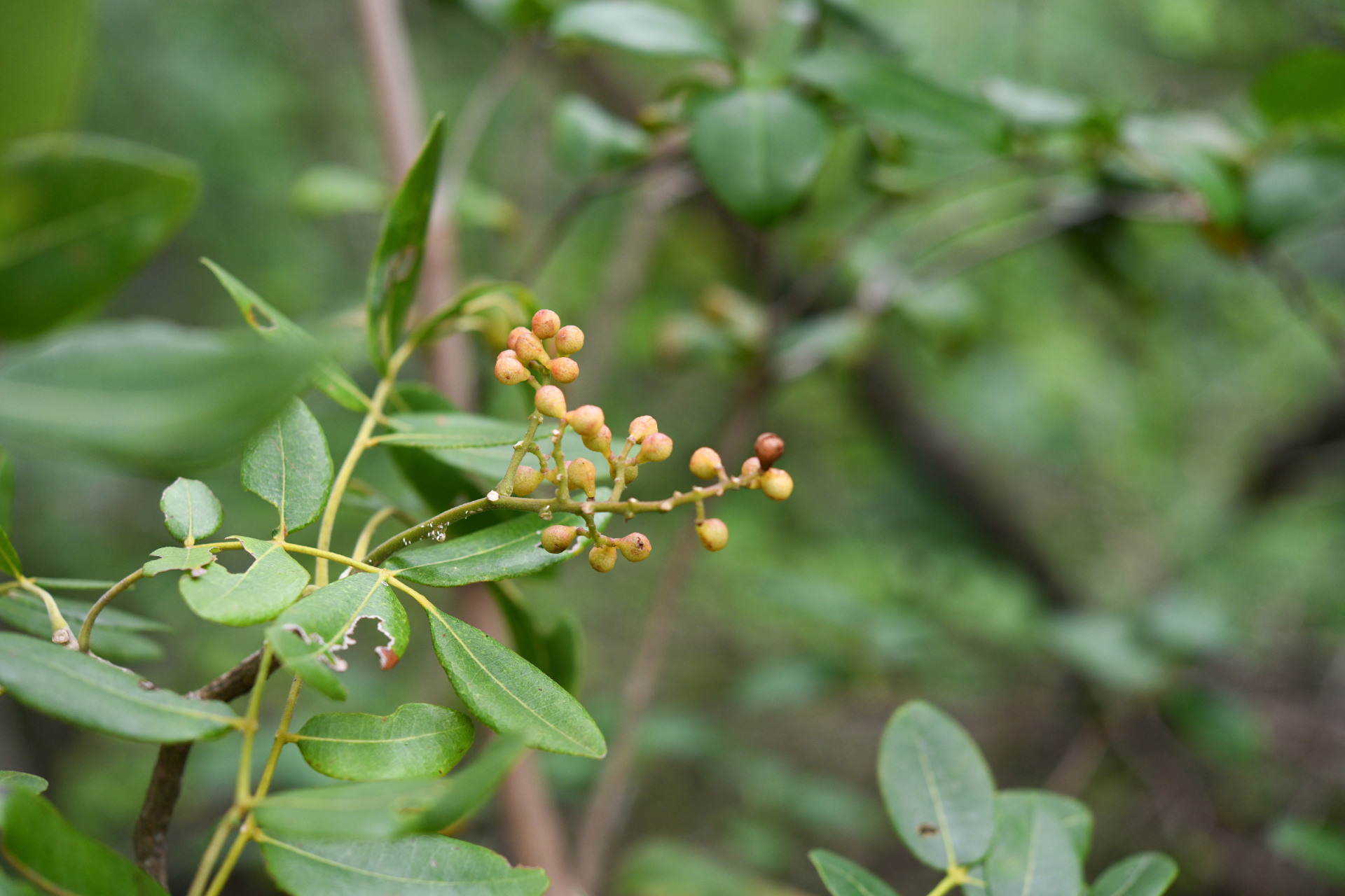 Zanthoxylum flavum Vahl - Photo Bivouac Naturaliste