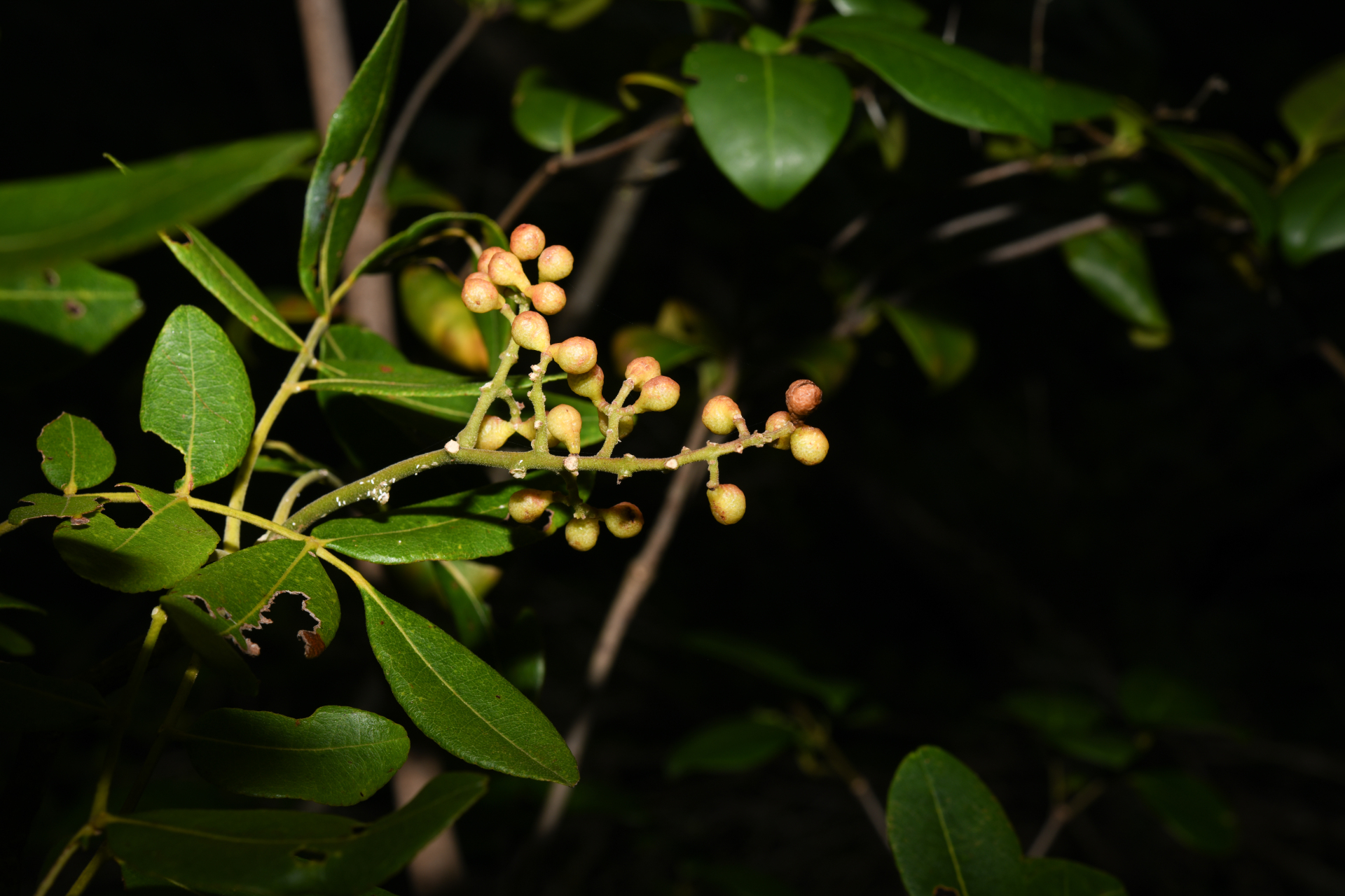 Zanthoxylum flavum Vahl - Photo Bivouac Naturaliste