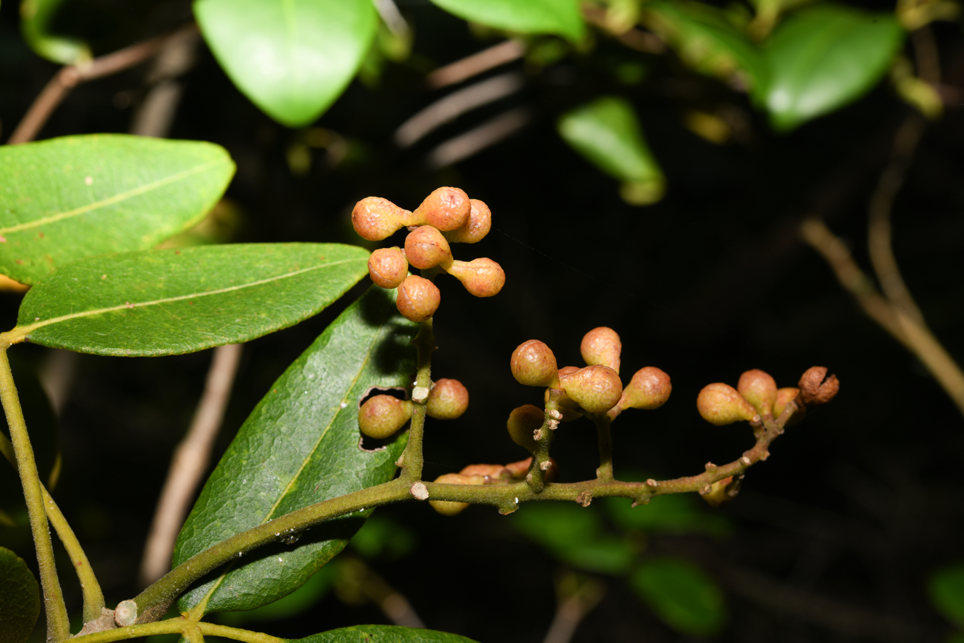 Zanthoxylum flavum Vahl - Photo Bivouac Naturaliste