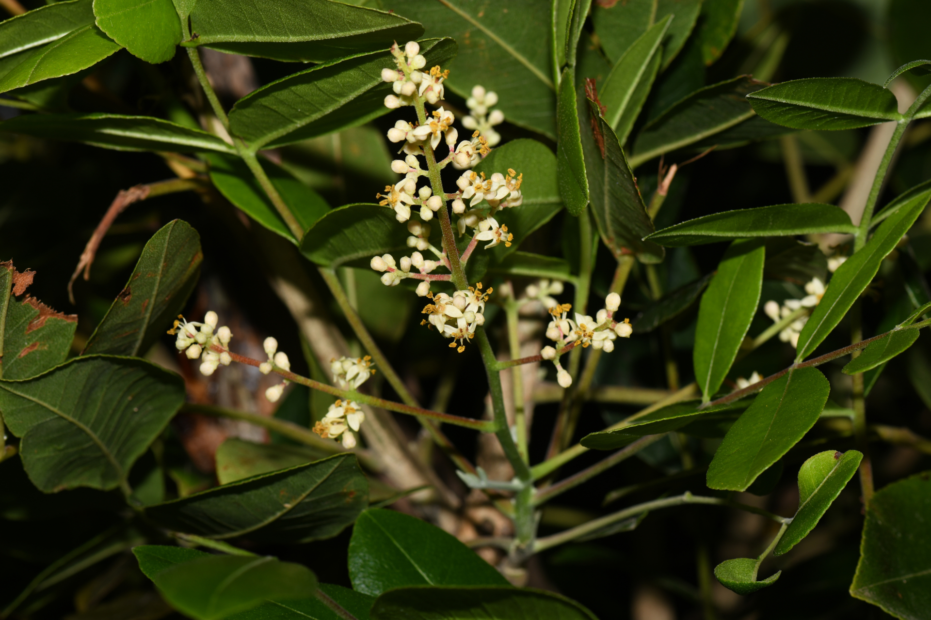 Zanthoxylum flavum Vahl - Photo Bivouac Naturaliste