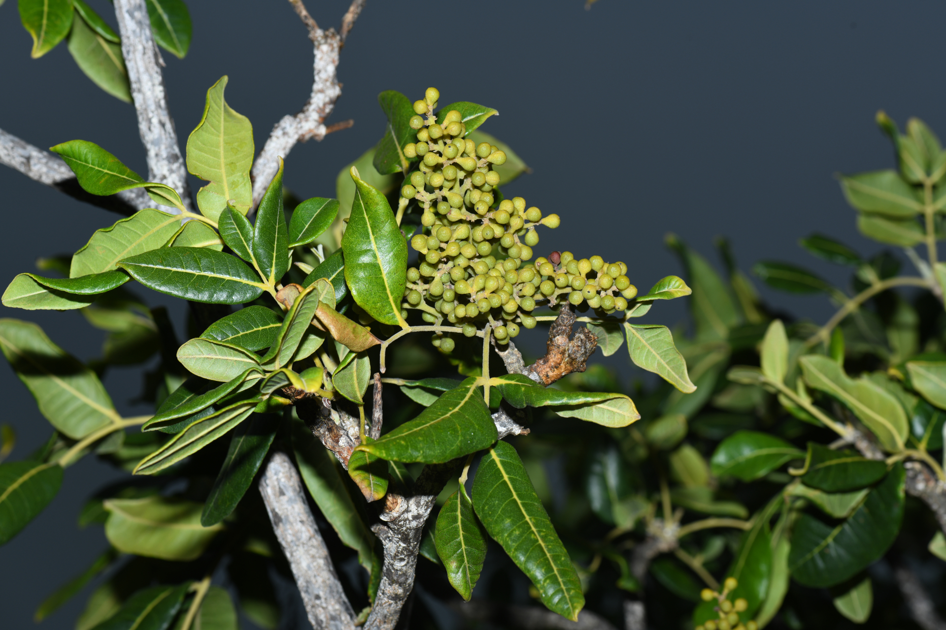 Zanthoxylum flavum Vahl - Photo Bivouac Naturaliste