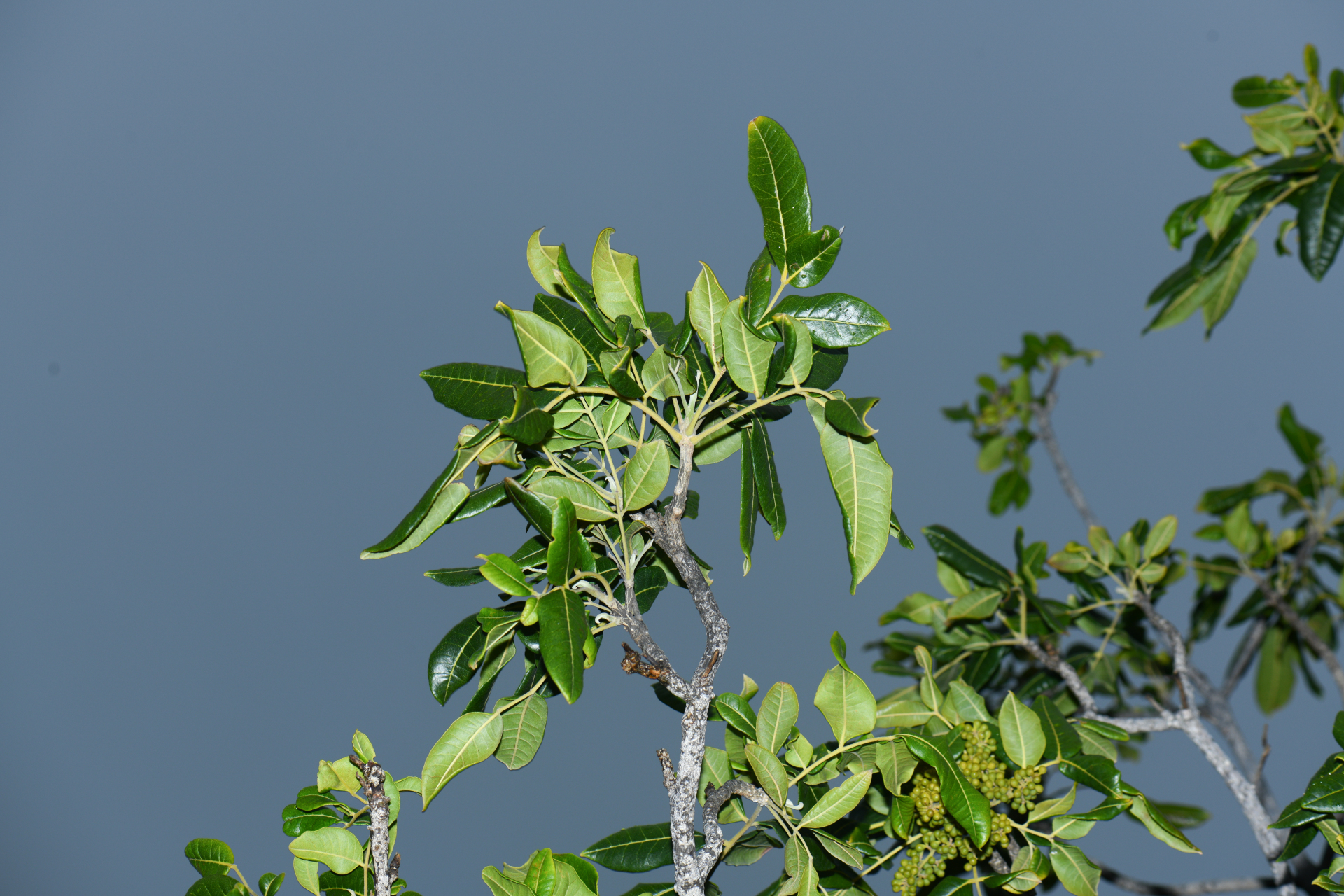 Zanthoxylum flavum Vahl - Photo Bivouac Naturaliste