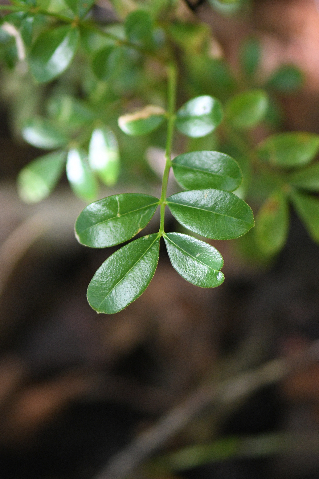 Zanthoxylum punctatum Vahl - Photo Bivouac Naturaliste