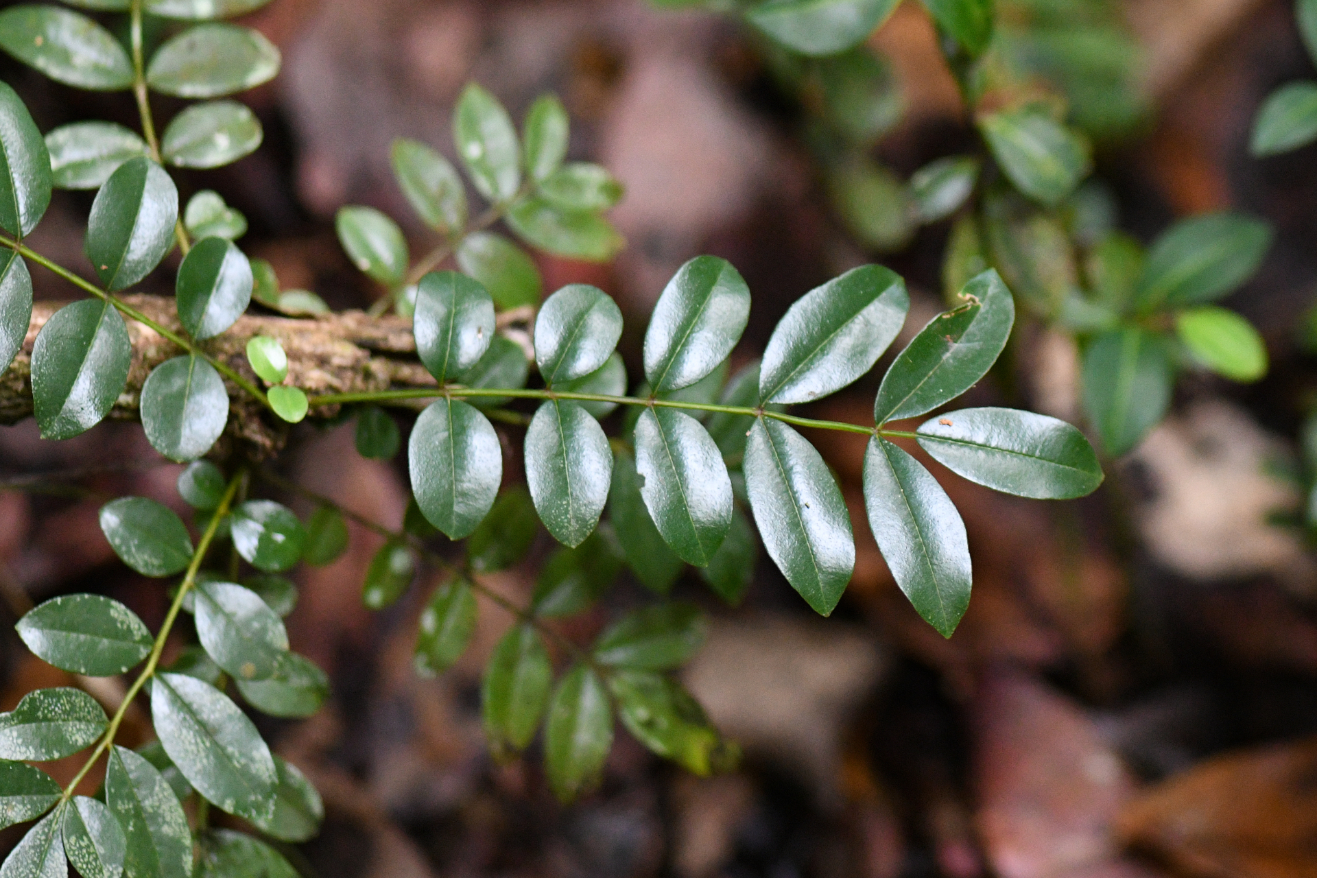 Zanthoxylum punctatum Vahl - Photo Bivouac Naturaliste