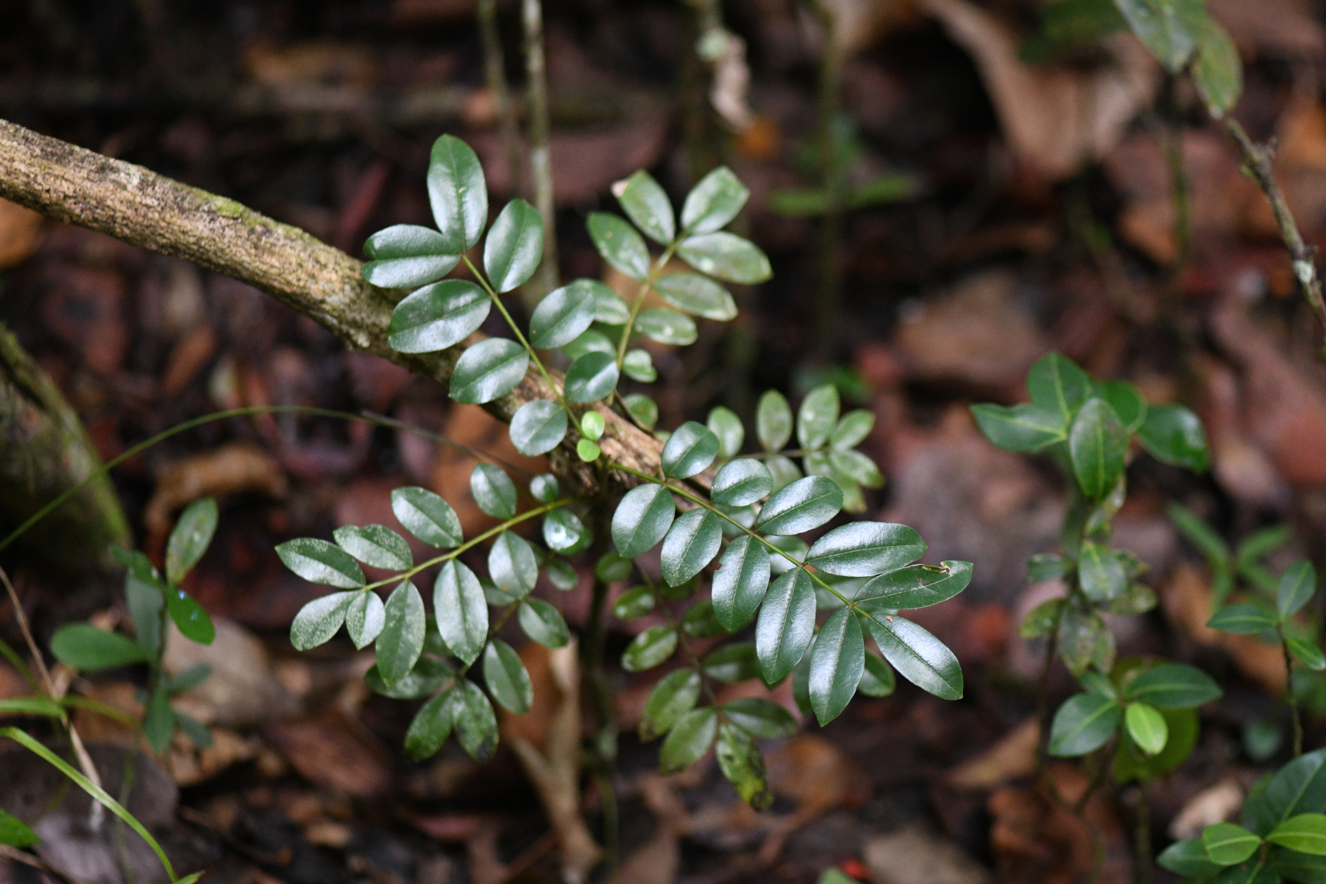 Zanthoxylum punctatum Vahl - Photo Bivouac Naturaliste