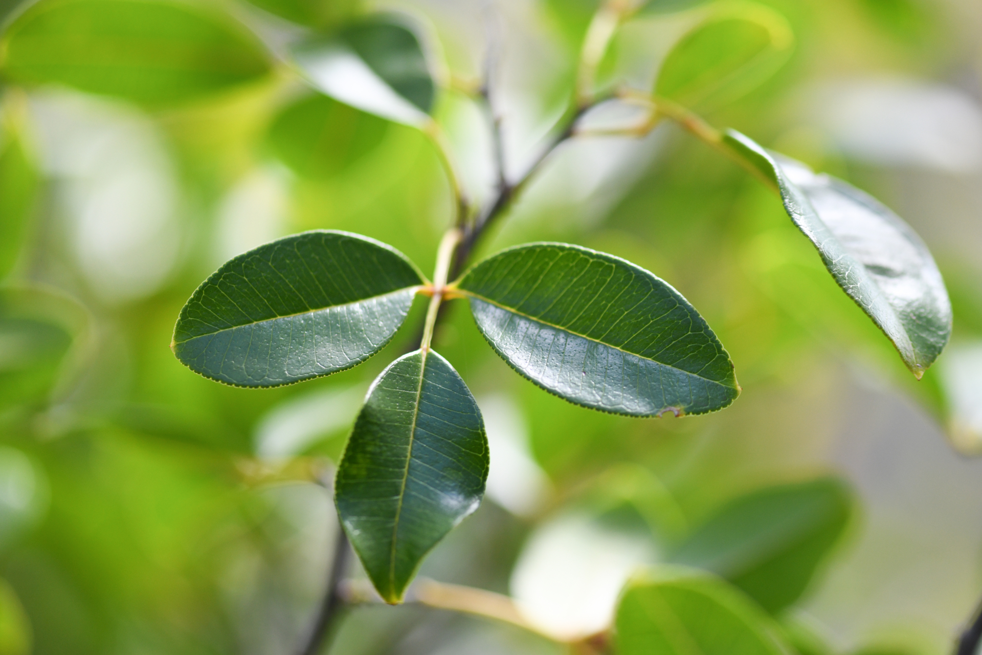 Zanthoxylum punctatum Vahl - Photo Bivouac Naturaliste