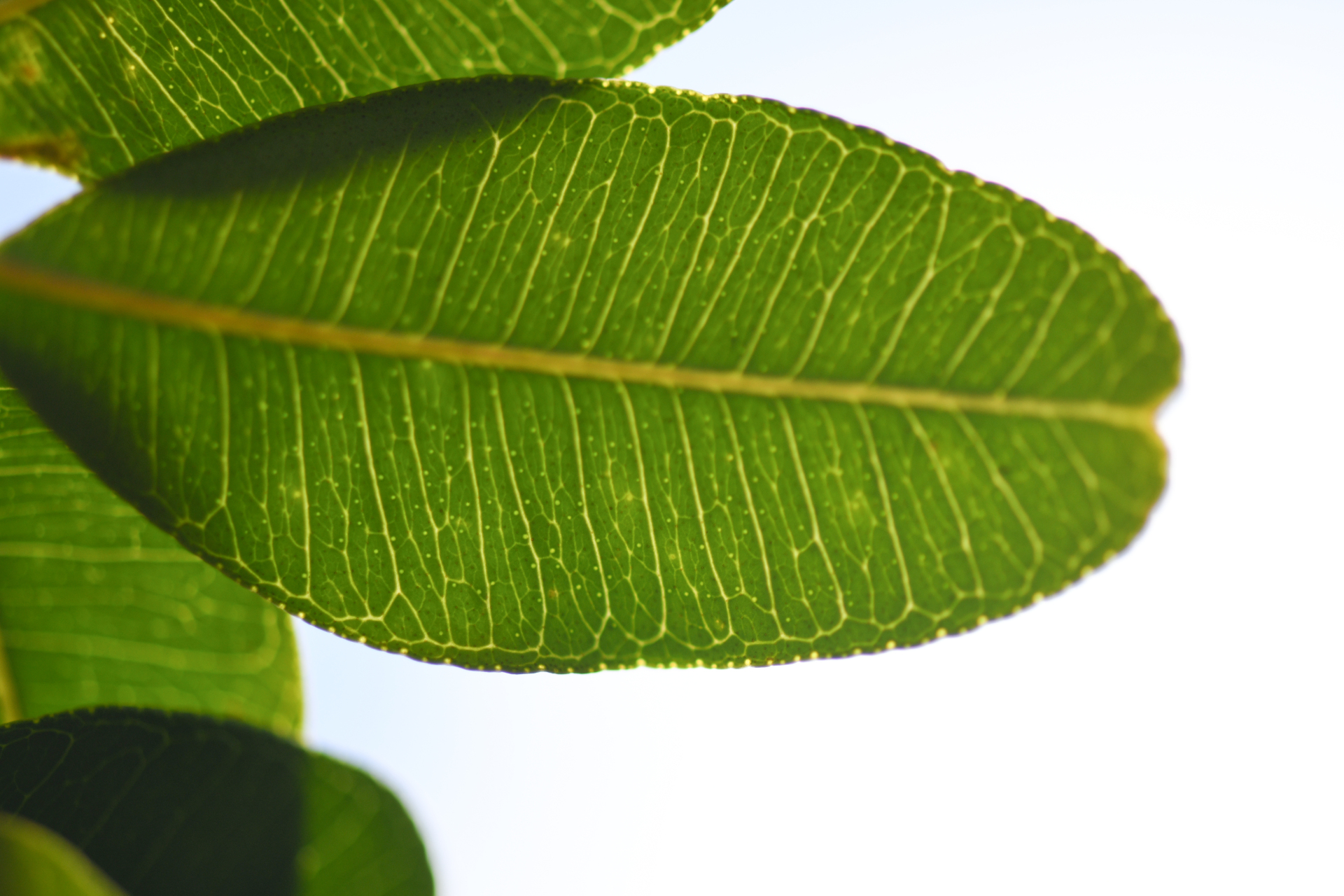 Zanthoxylum punctatum Vahl - Photo Bivouac Naturaliste