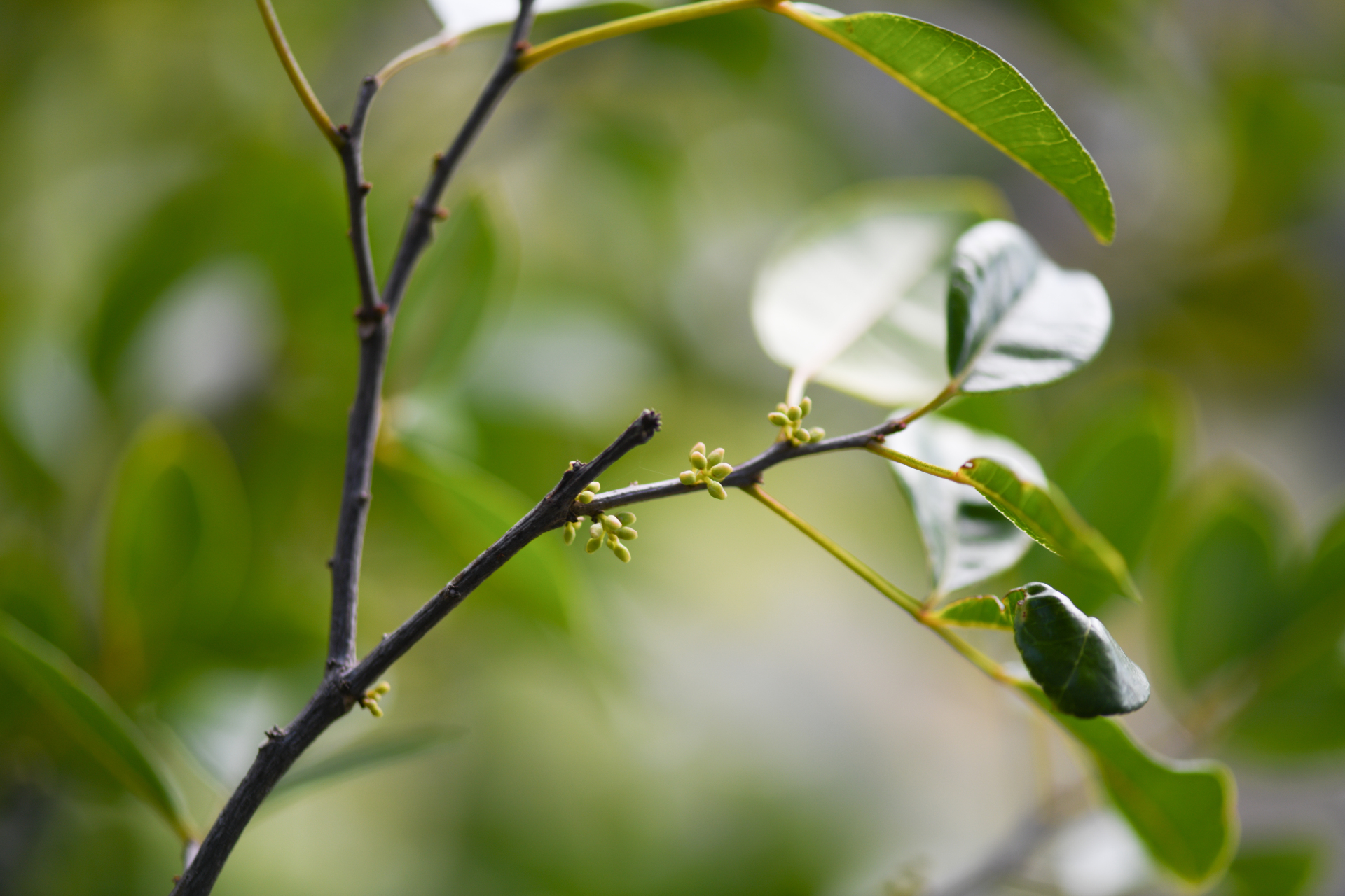 Zanthoxylum punctatum Vahl - Photo Bivouac Naturaliste