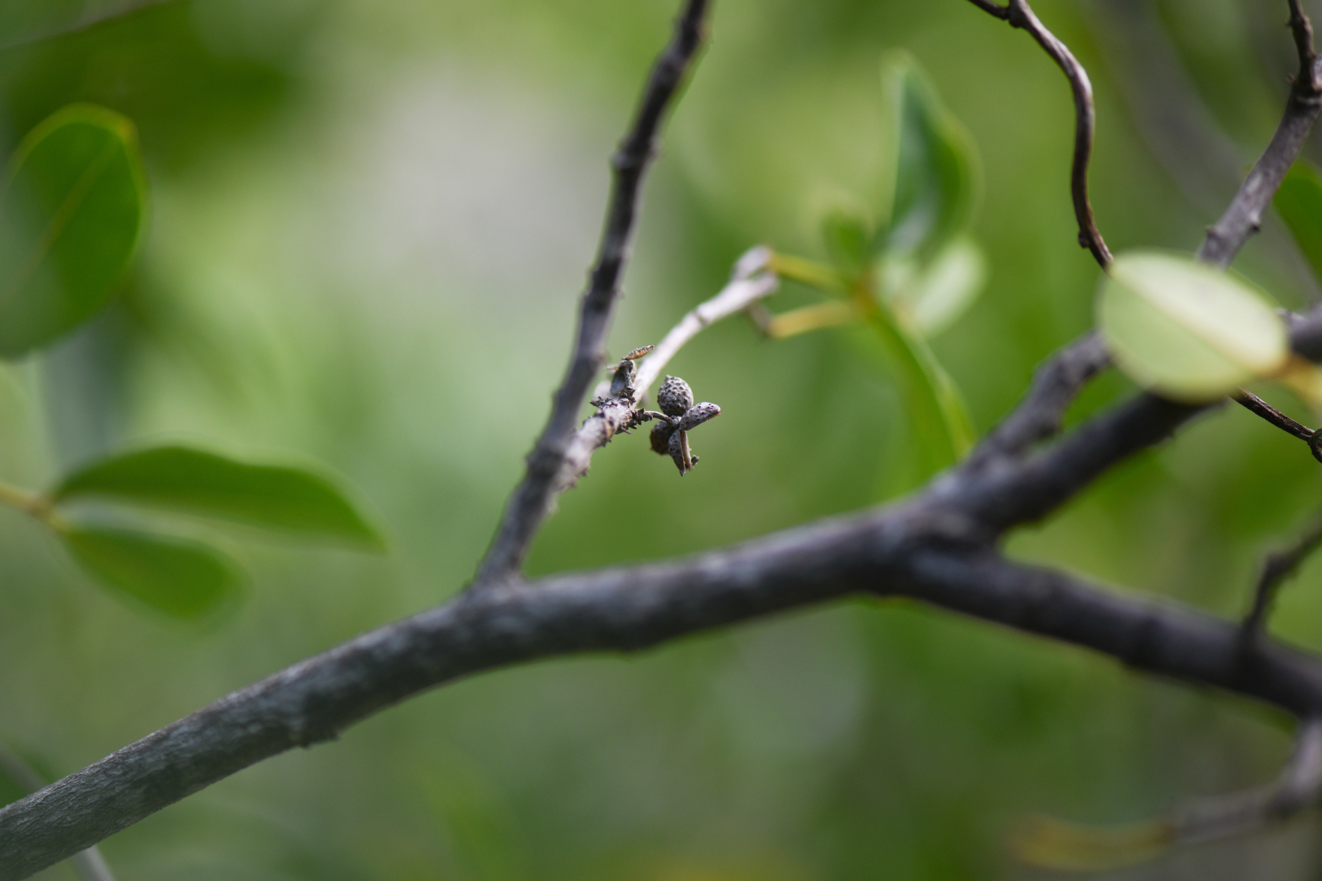 Zanthoxylum punctatum Vahl - Photo Bivouac Naturaliste