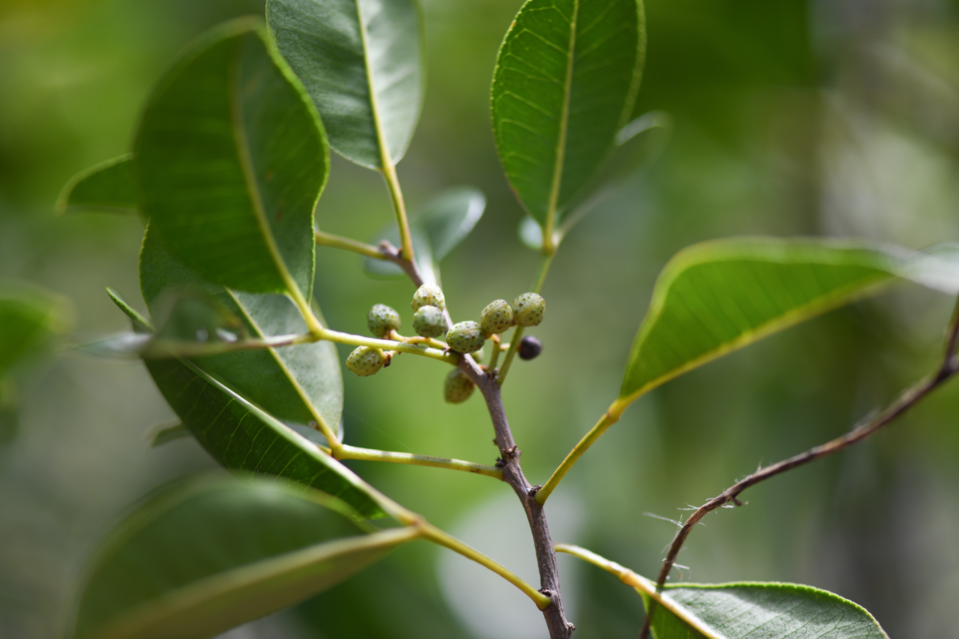 Zanthoxylum punctatum Vahl - Photo Bivouac Naturaliste