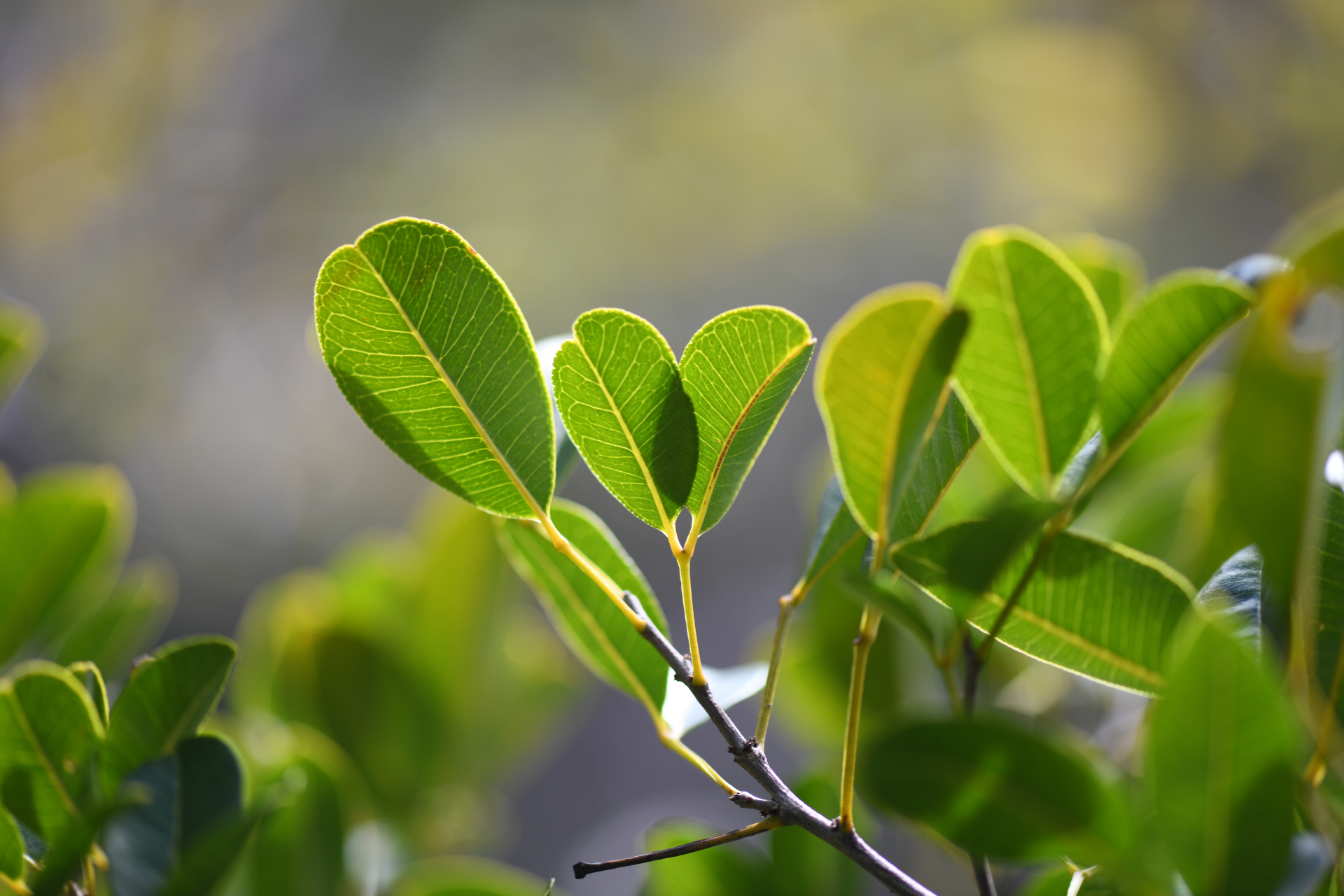 Zanthoxylum punctatum Vahl - Photo Bivouac Naturaliste