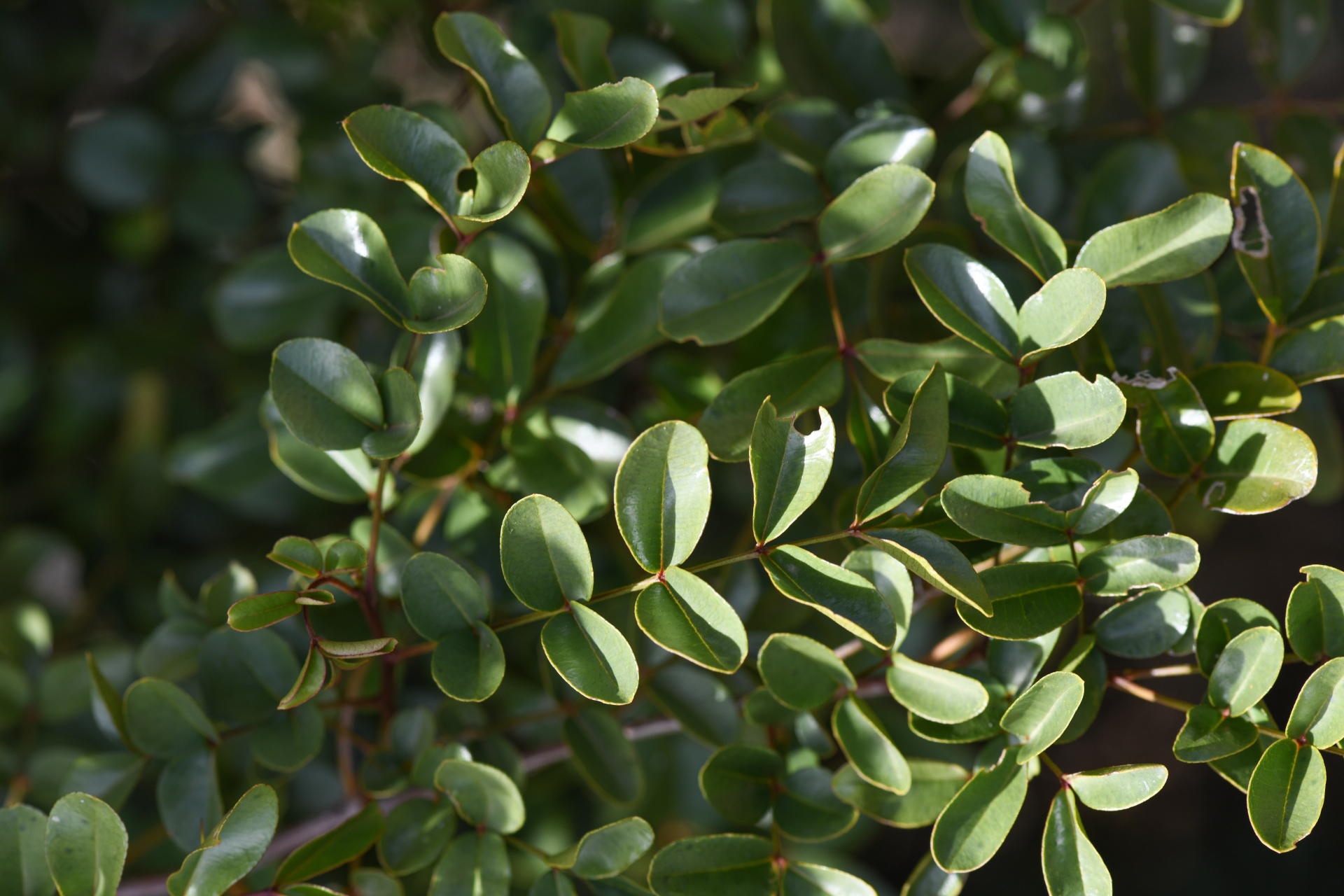 Zanthoxylum punctatum Vahl - Photo Bivouac Naturaliste
