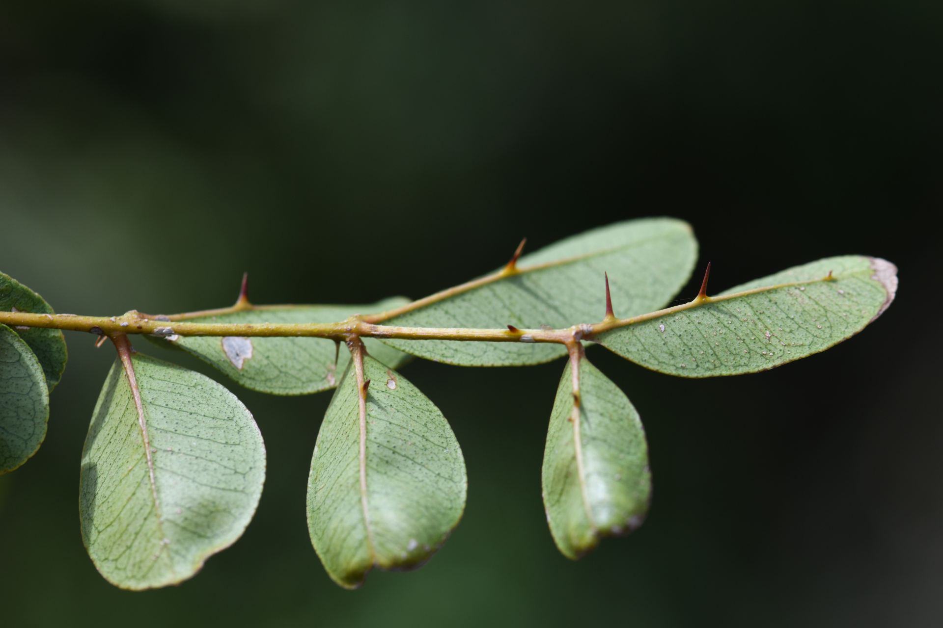 Zanthoxylum punctatum Vahl - Photo Bivouac Naturaliste