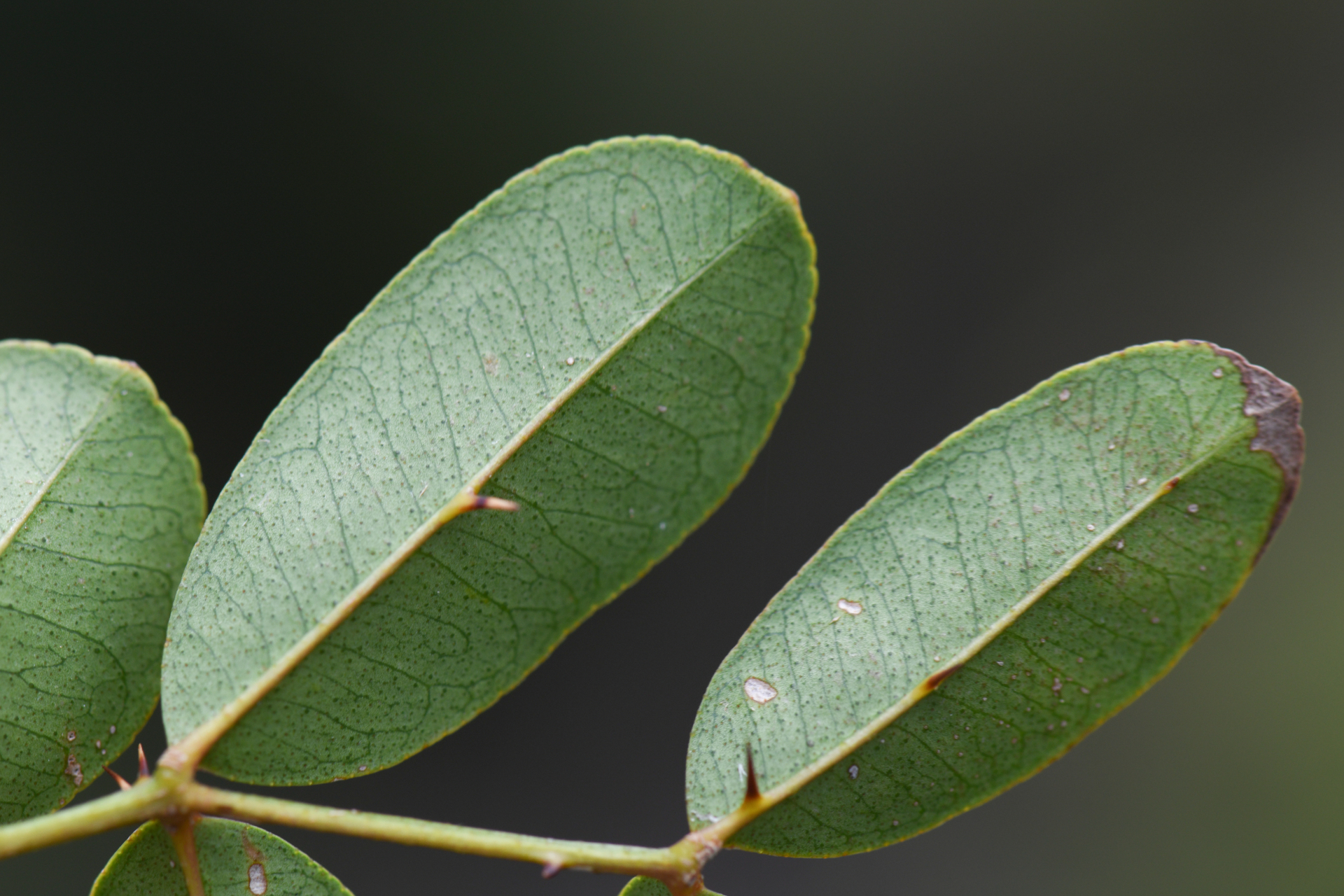 Zanthoxylum punctatum Vahl - Photo Bivouac Naturaliste