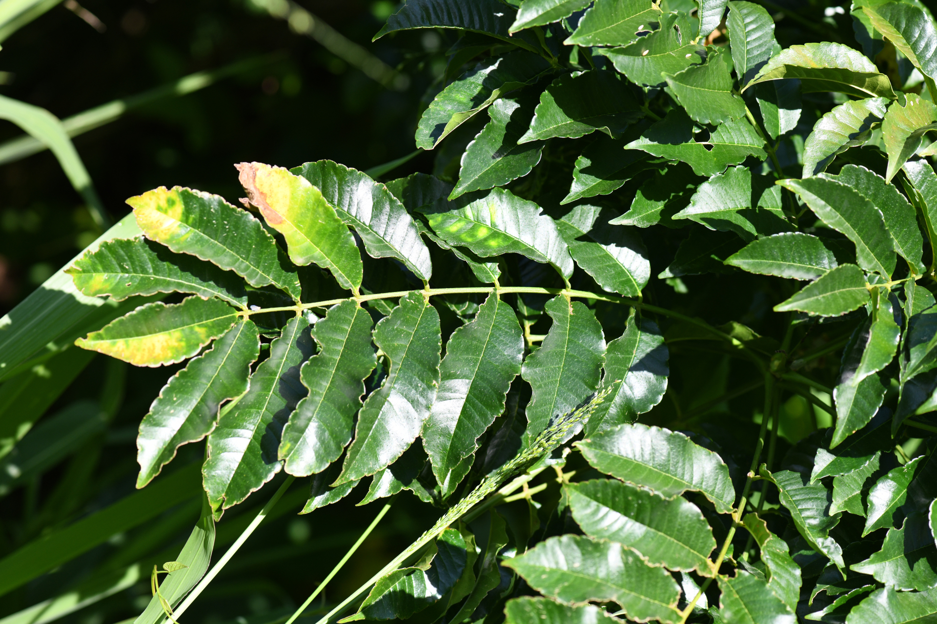 Zanthoxylum caribaeum Lam. - Photo Bivouac Naturaliste