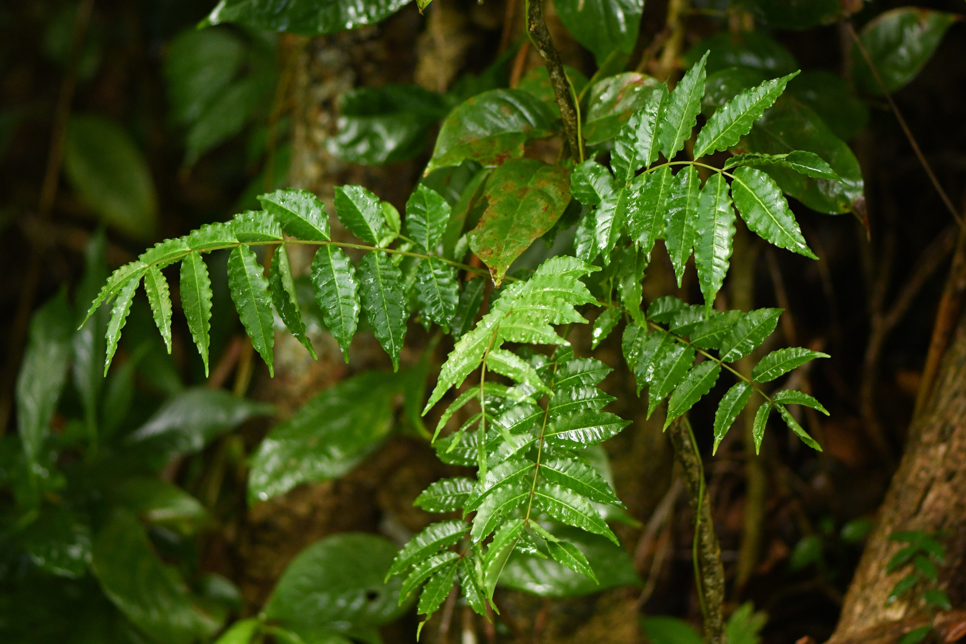 Zanthoxylum caribaeum Lam. - Photo Bivouac Naturaliste