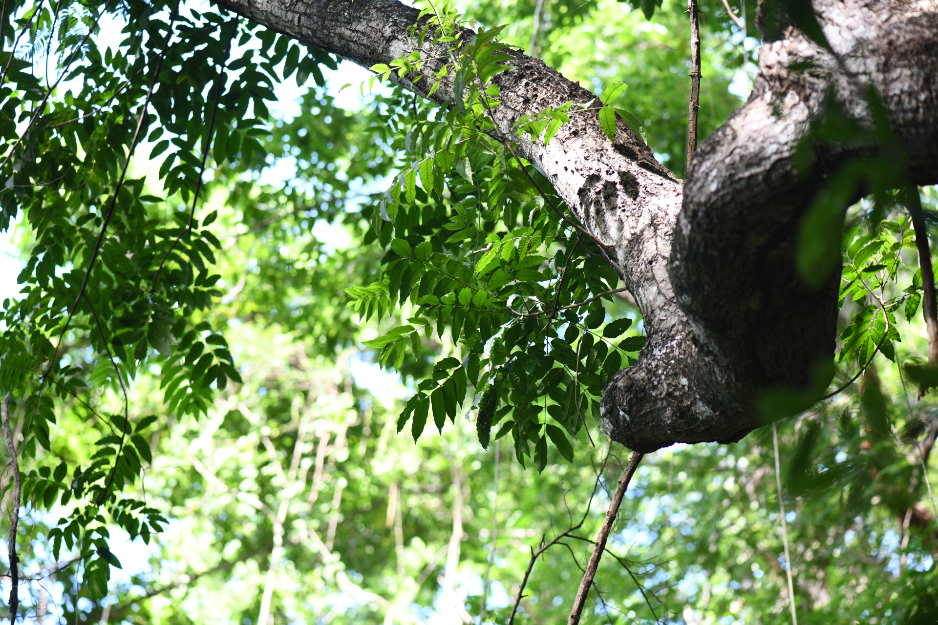 Zanthoxylum caribaeum Lam. - Photo Bivouac Naturaliste