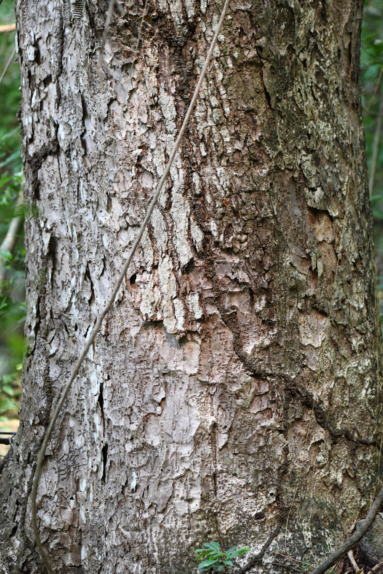 Zanthoxylum caribaeum Lam. - Photo Bivouac Naturaliste