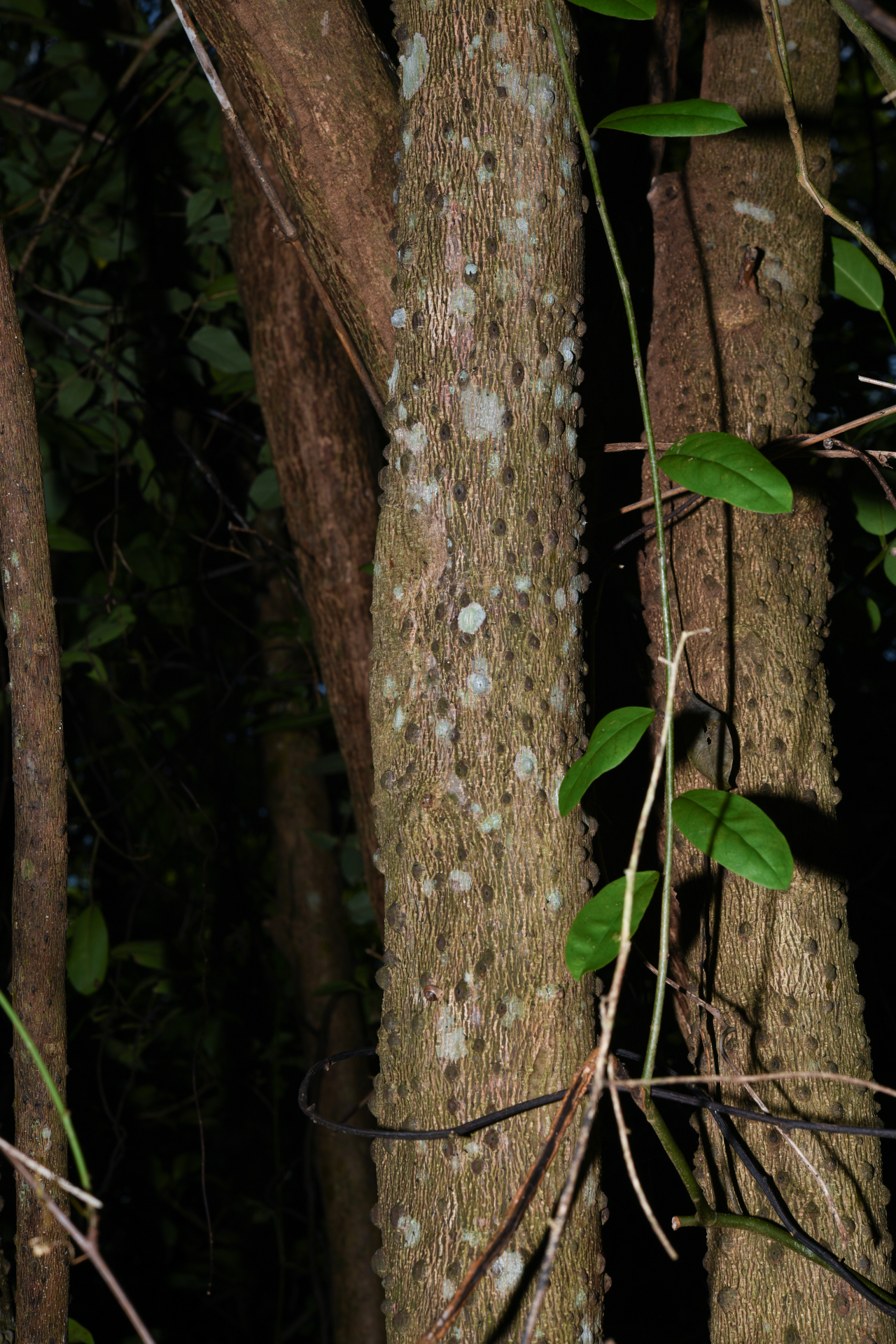Zanthoxylum caribaeum Lam. - Photo Bivouac Naturaliste