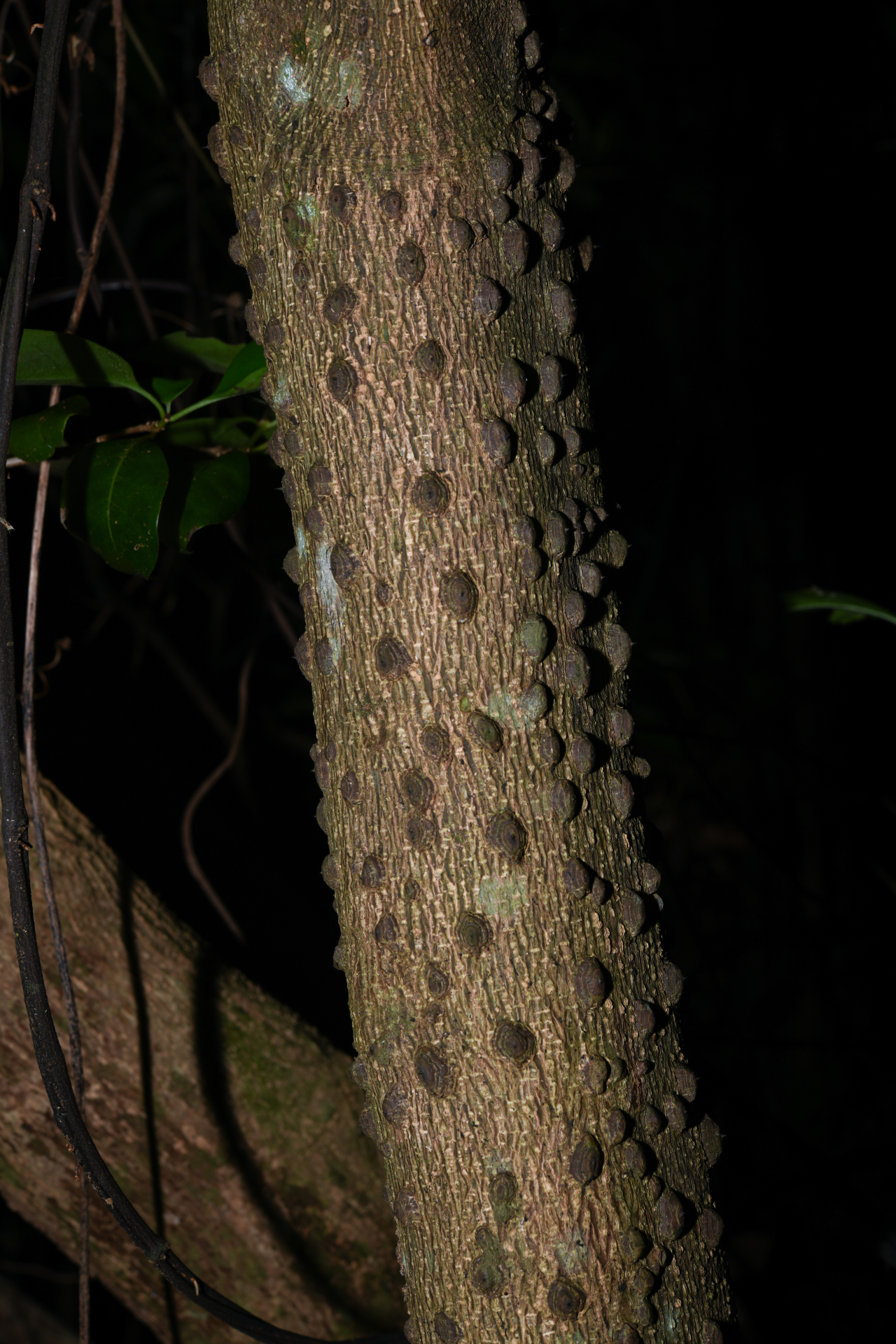 Zanthoxylum caribaeum Lam. - Photo Bivouac Naturaliste