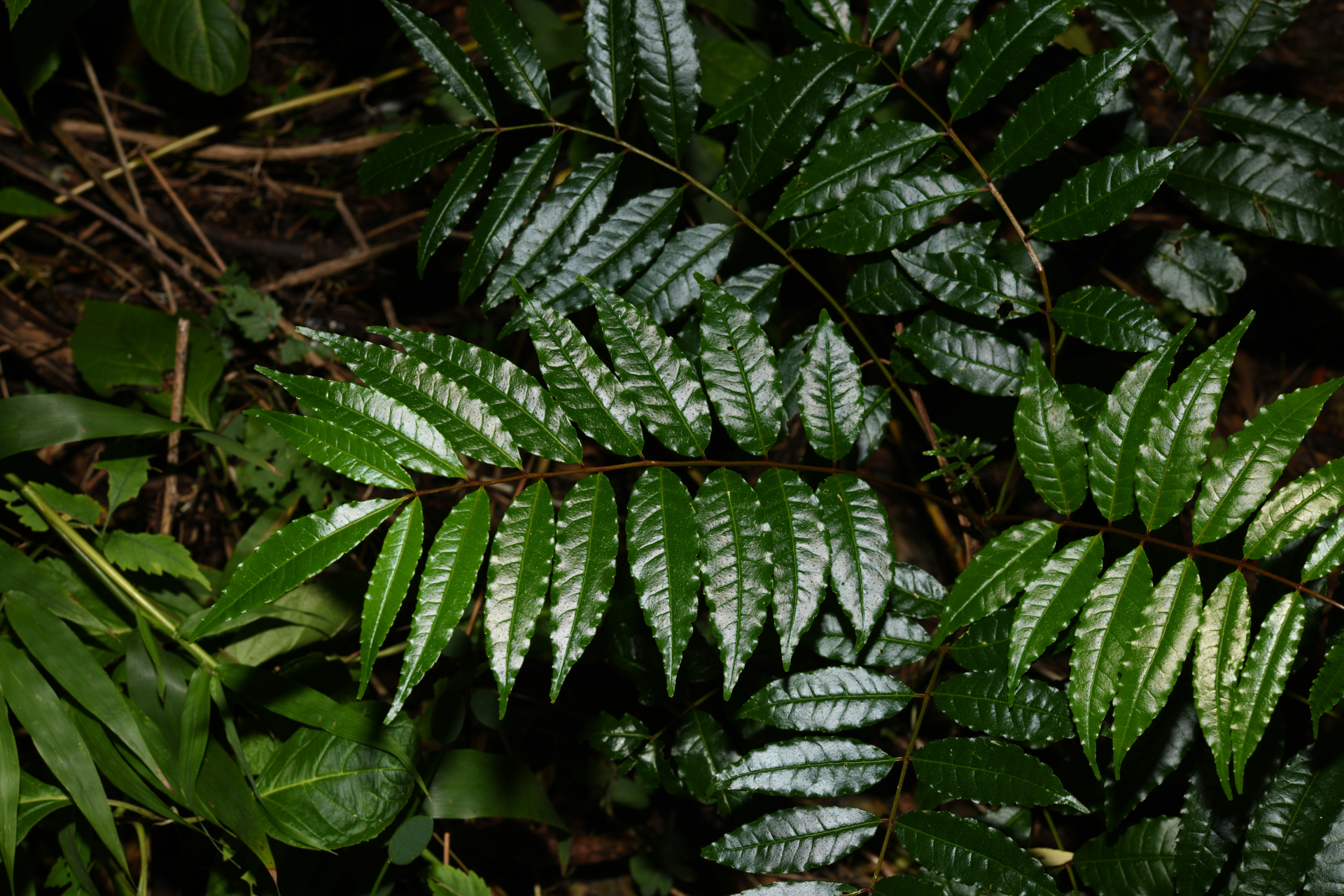 Zanthoxylum caribaeum Lam. - Photo Bivouac Naturaliste