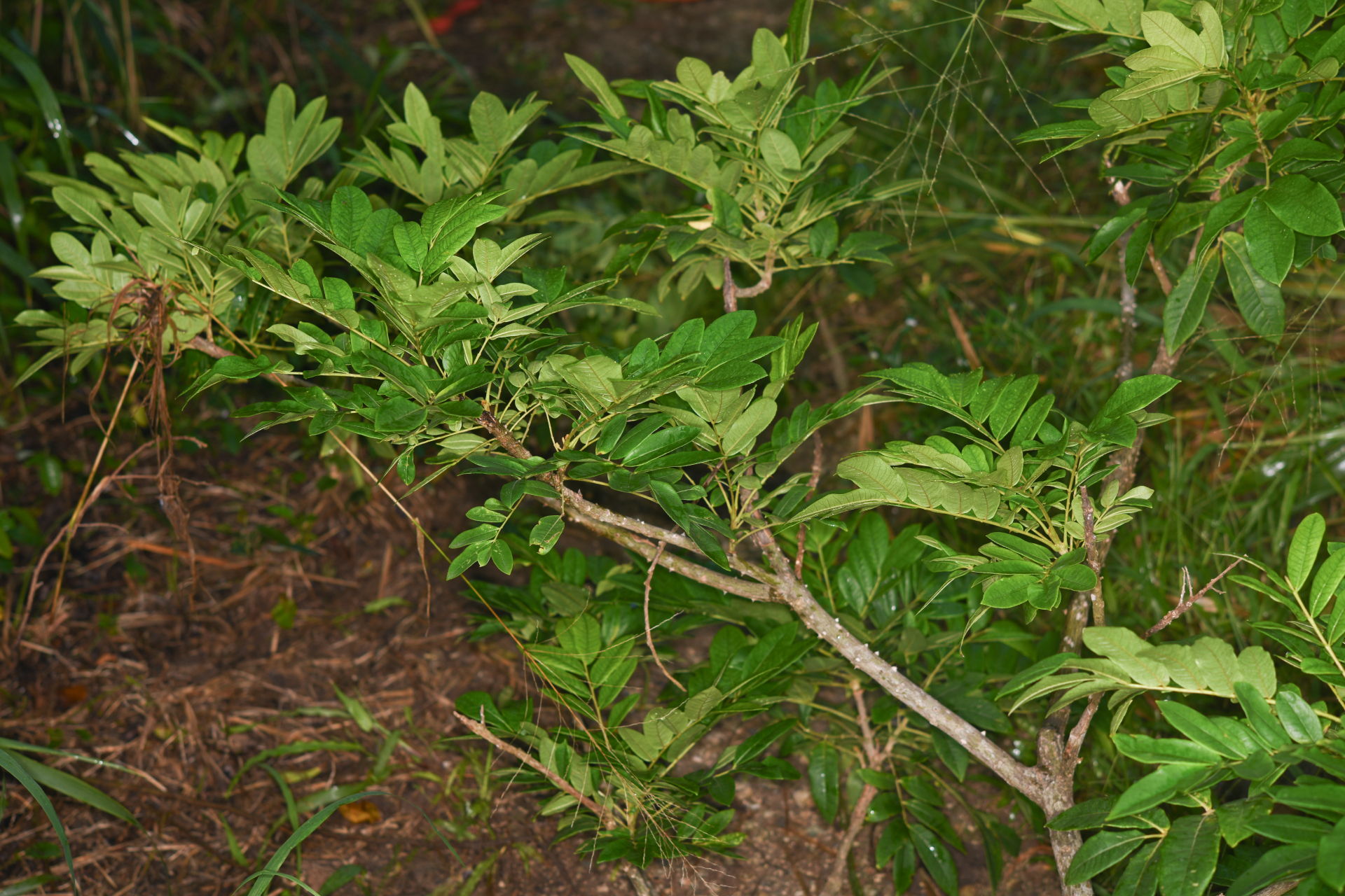 Zanthoxylum martinicense (Lam.) DC. - Photo Bivouac Naturaliste