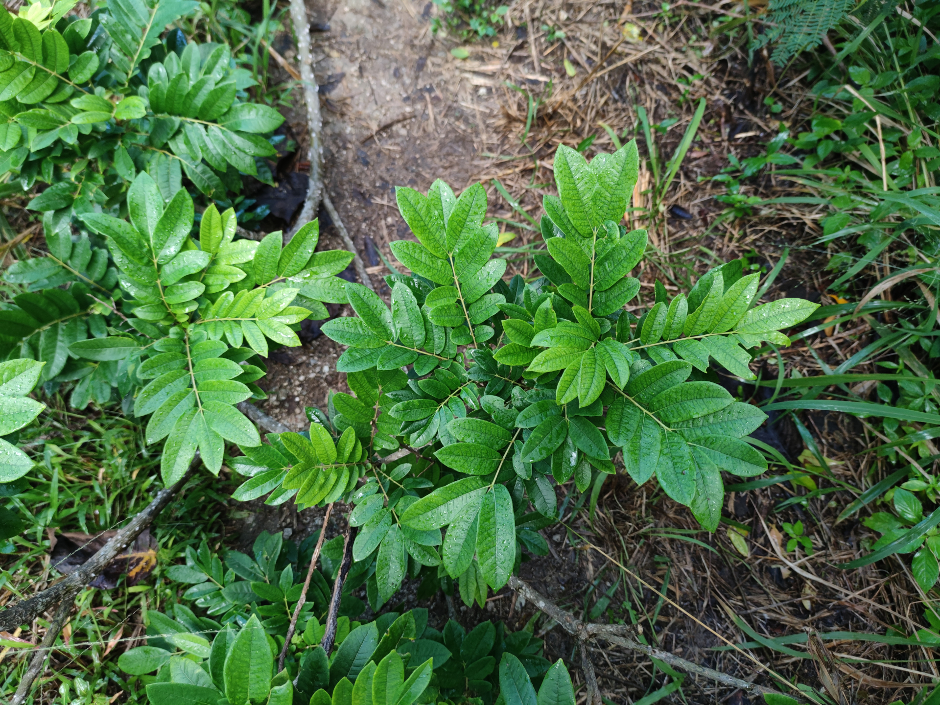 Zanthoxylum martinicense (Lam.) DC. - Photo Bivouac Naturaliste