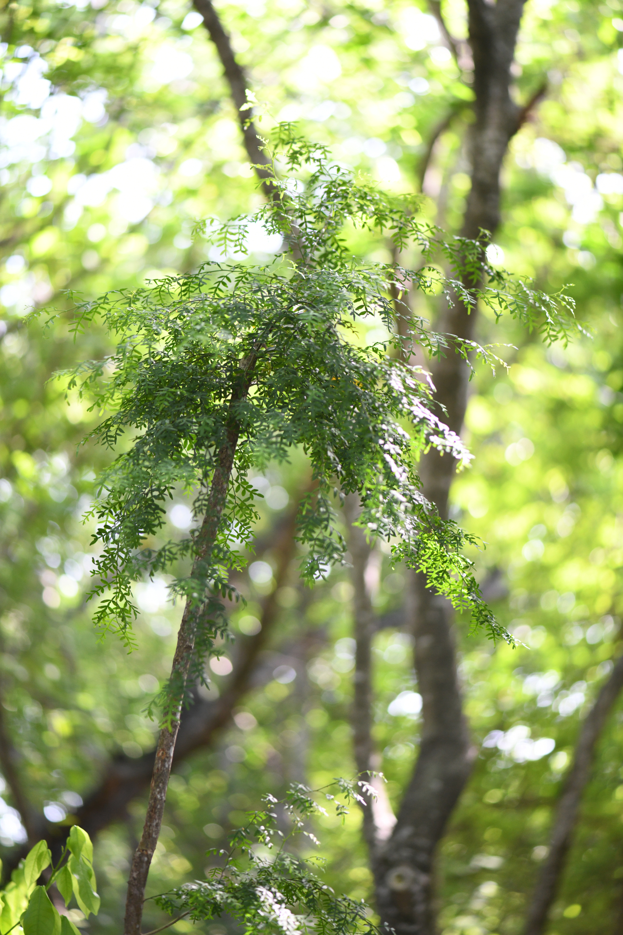 Zanthoxylum tragodes (L.) DC. - Photo Bivouac Naturaliste