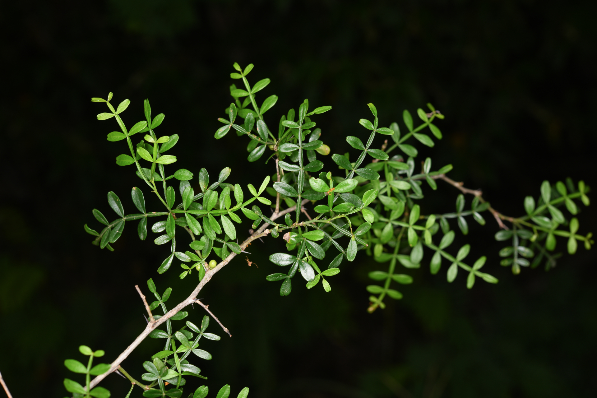 Zanthoxylum tragodes (L.) DC. - Photo Bivouac Naturaliste