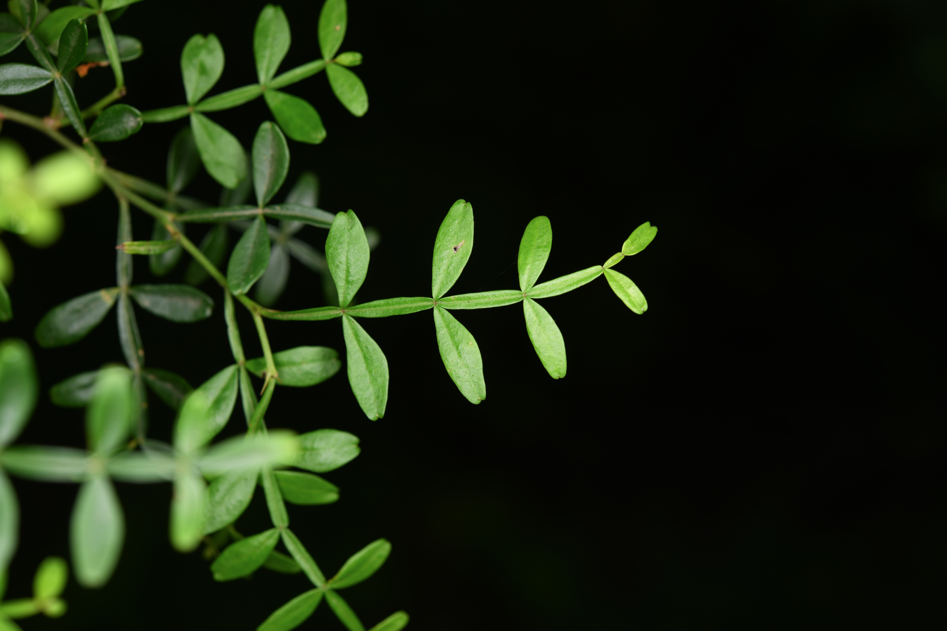 Zanthoxylum tragodes (L.) DC. - Photo Bivouac Naturaliste