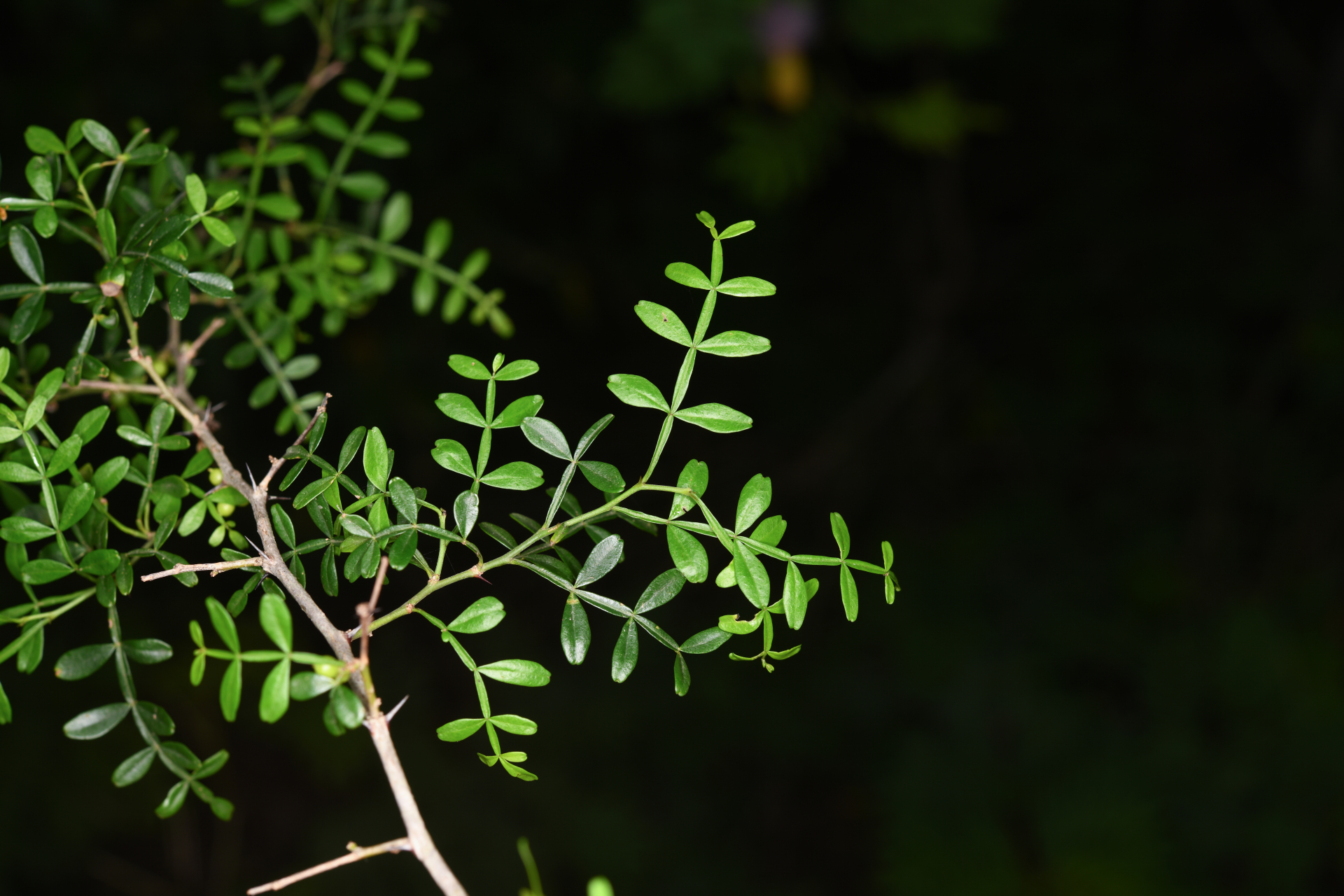 Zanthoxylum tragodes (L.) DC. - Photo Bivouac Naturaliste