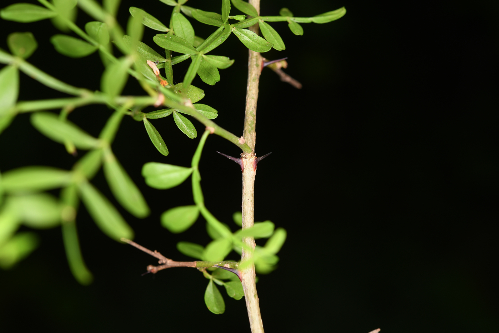 Zanthoxylum tragodes (L.) DC. - Photo Bivouac Naturaliste
