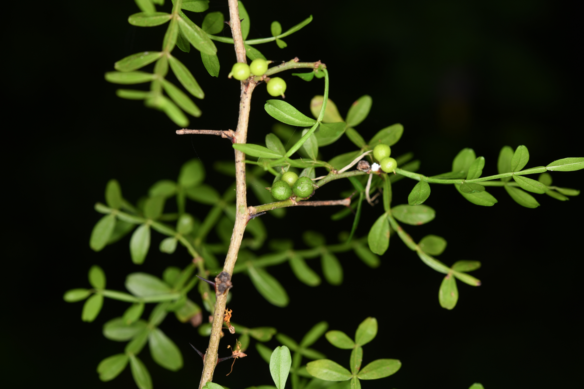 Zanthoxylum tragodes (L.) DC. - Photo Bivouac Naturaliste