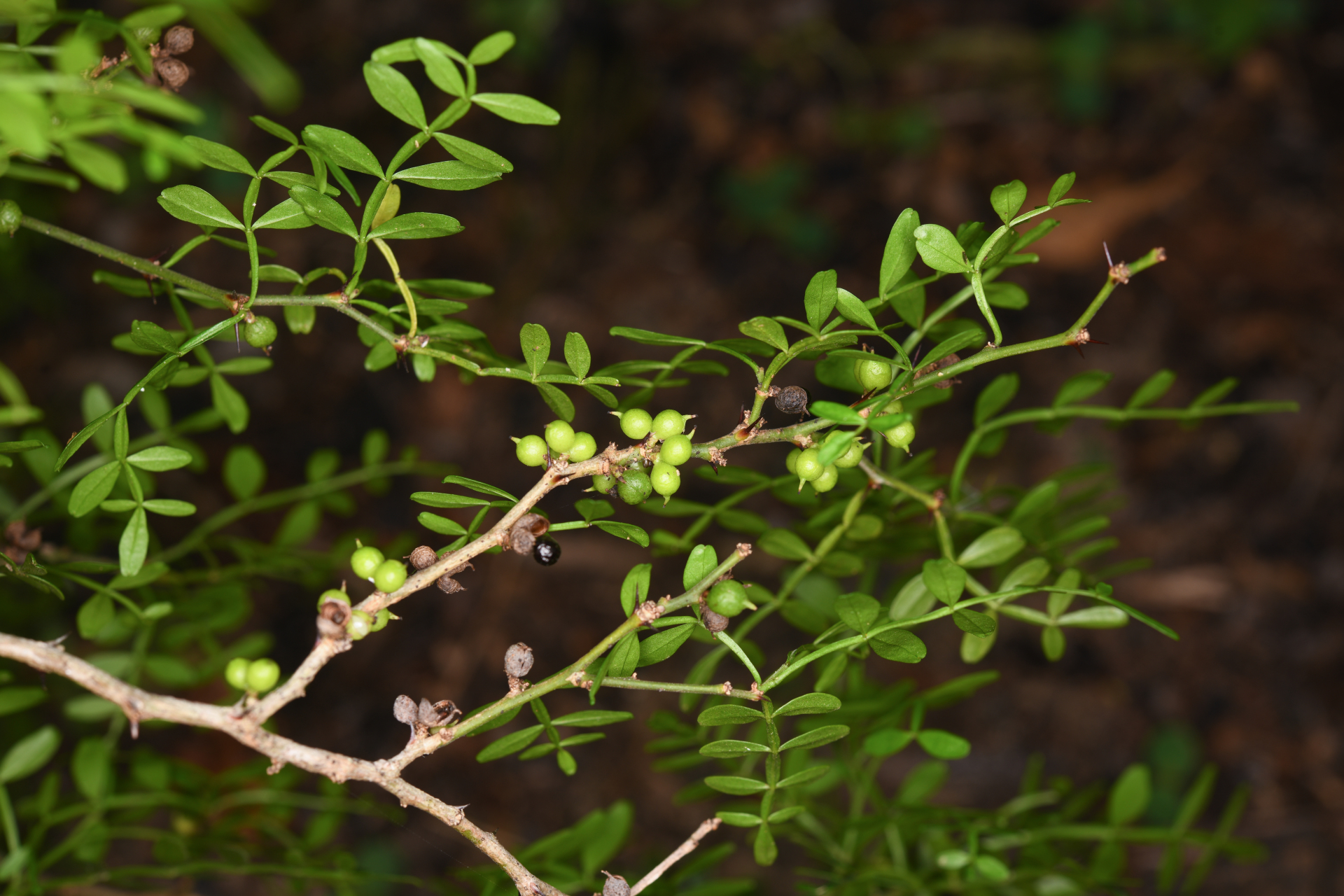 Zanthoxylum tragodes (L.) DC. - Photo Bivouac Naturaliste