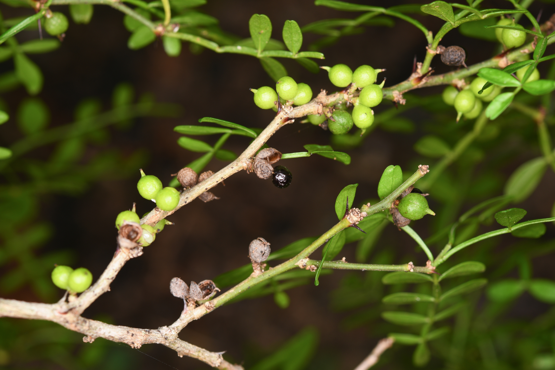 Zanthoxylum tragodes (L.) DC. - Photo Bivouac Naturaliste