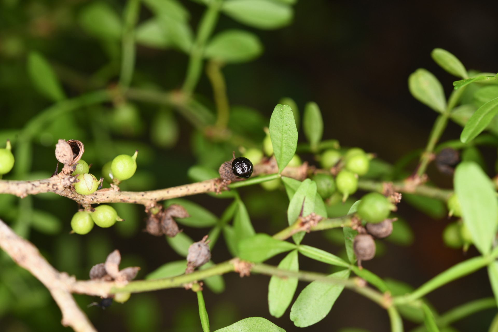 Zanthoxylum tragodes (L.) DC. - Photo Bivouac Naturaliste