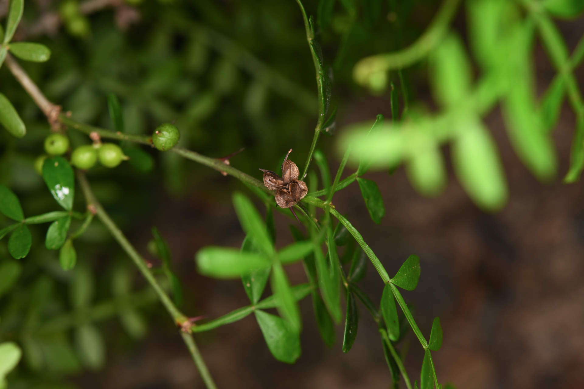 Zanthoxylum tragodes (L.) DC. - Photo Bivouac Naturaliste