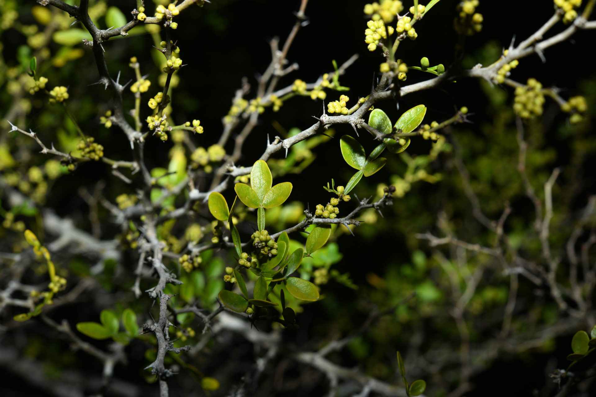 Zanthoxylum tragodes (L.) DC. - Photo Bivouac Naturaliste