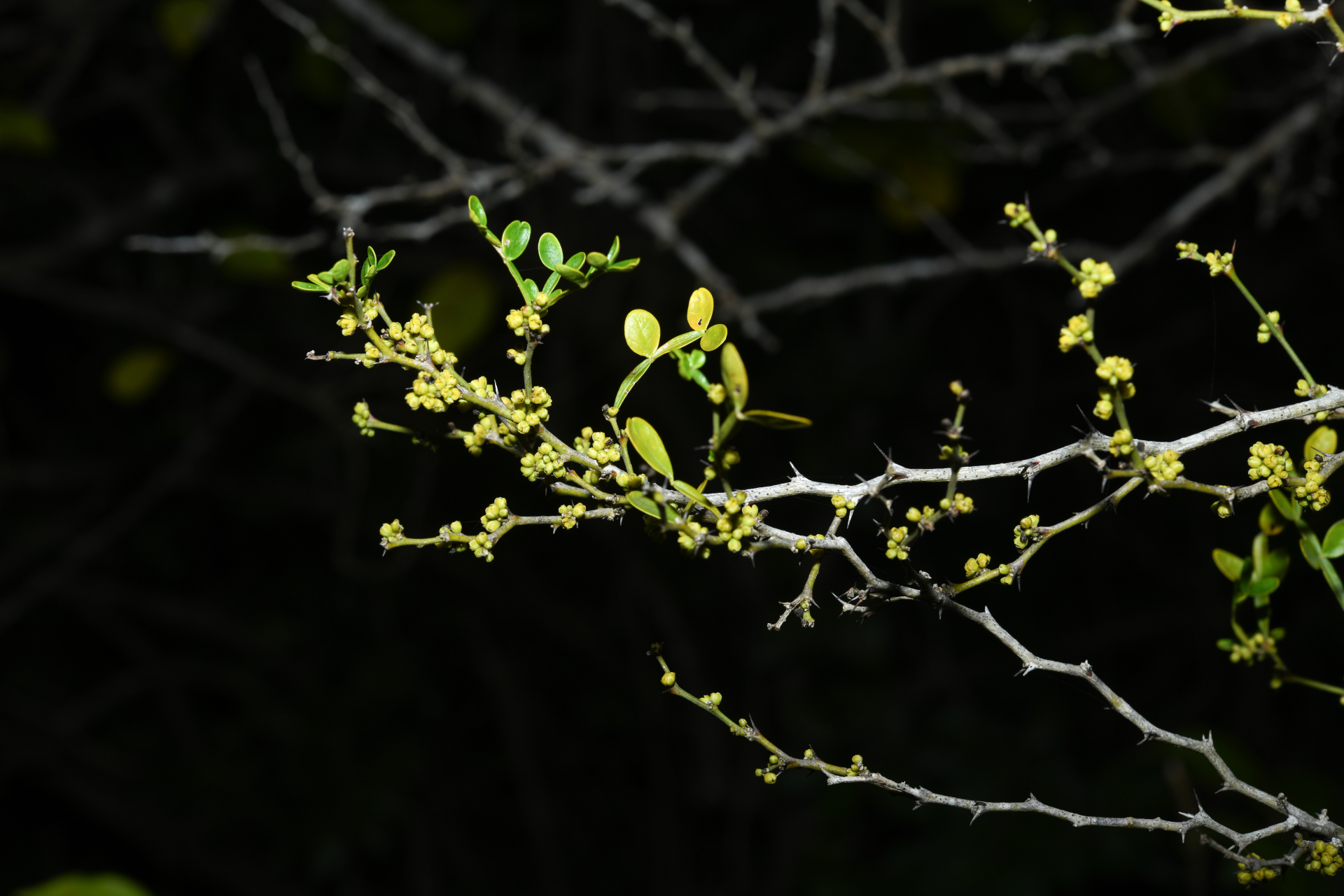 Zanthoxylum tragodes (L.) DC. - Photo Bivouac Naturaliste