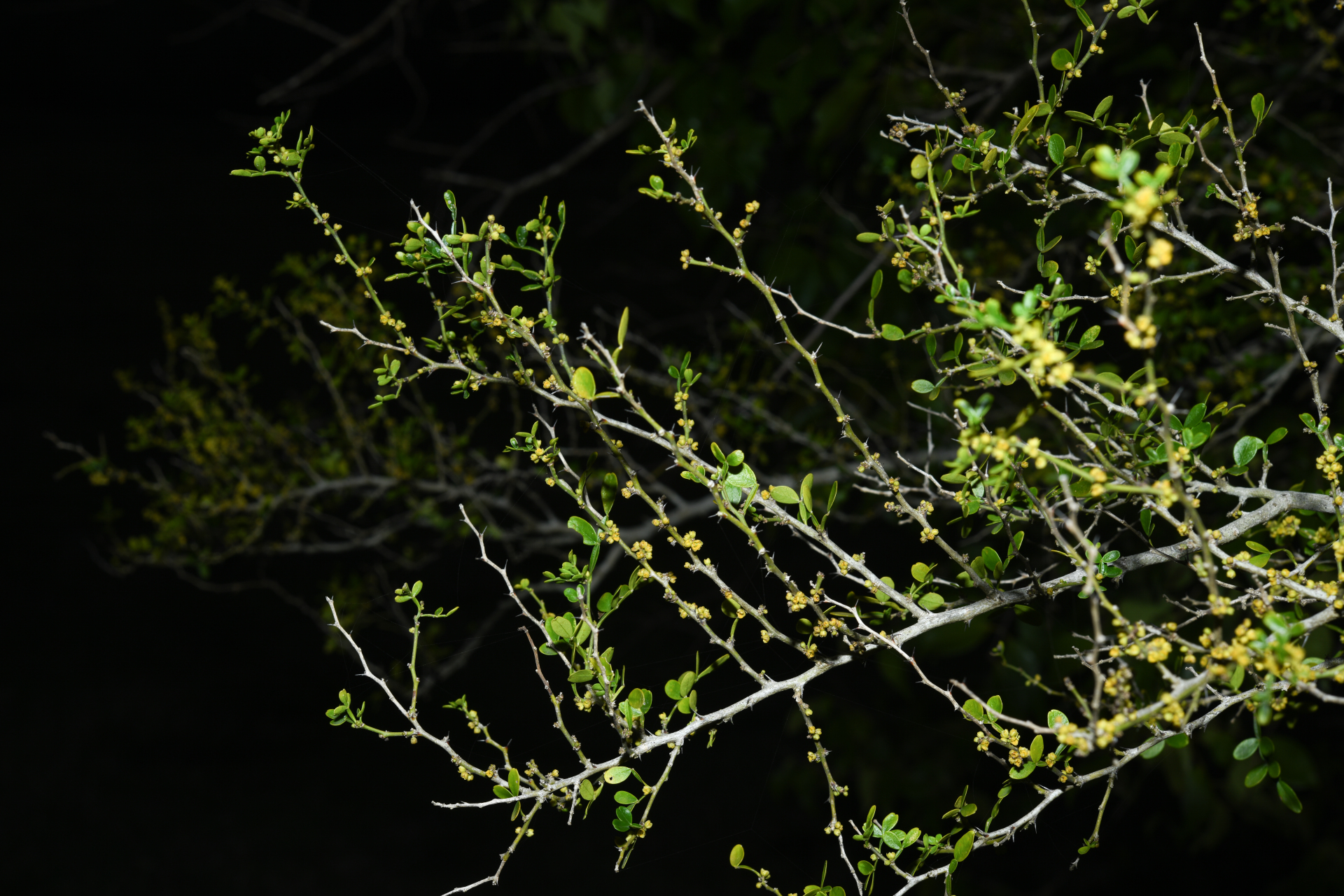 Zanthoxylum tragodes (L.) DC. - Photo Bivouac Naturaliste